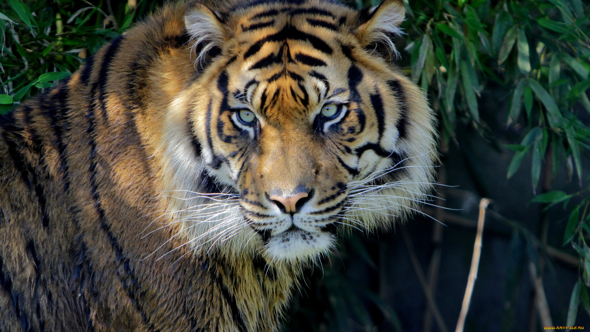 животные, тигры, морда, хищник, красавец