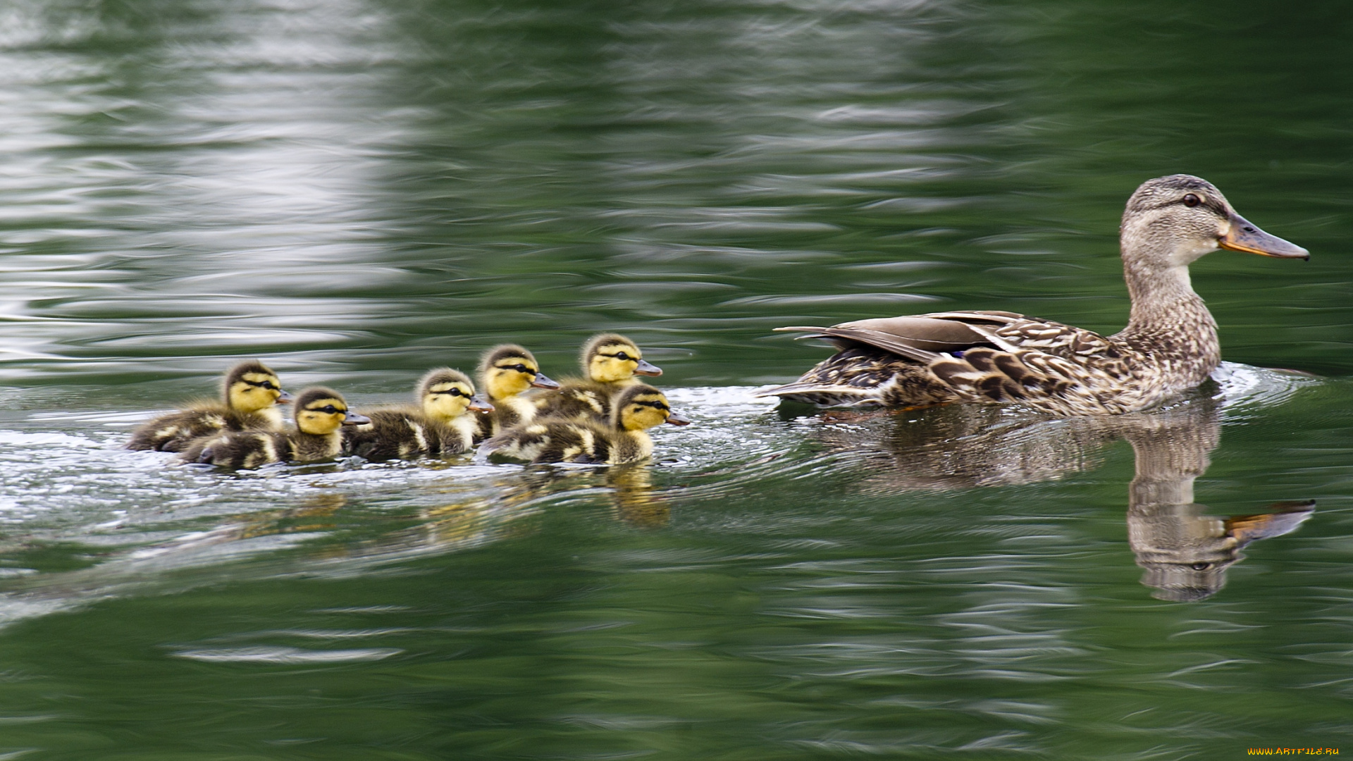 животные, утки, утка, вода, плавание, малыши, утята