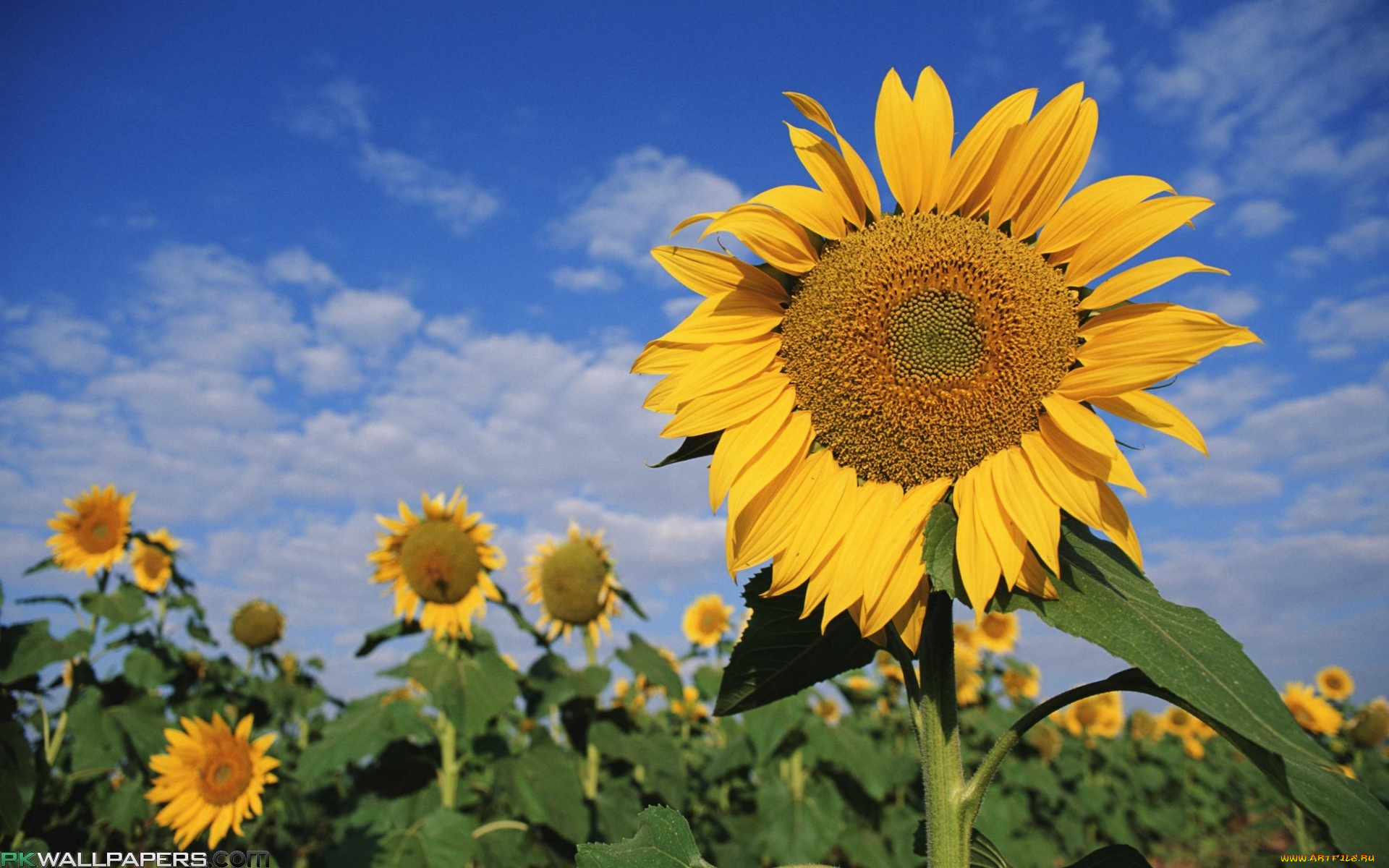 цветы, подсолнухи