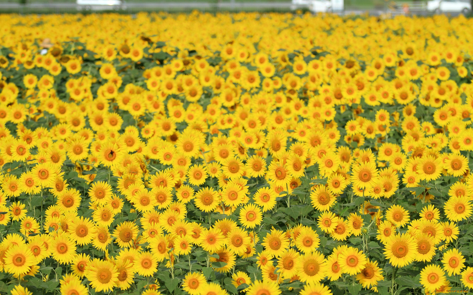 цветы, подсолнухи, крыжовник, смородина, вишня, клубника