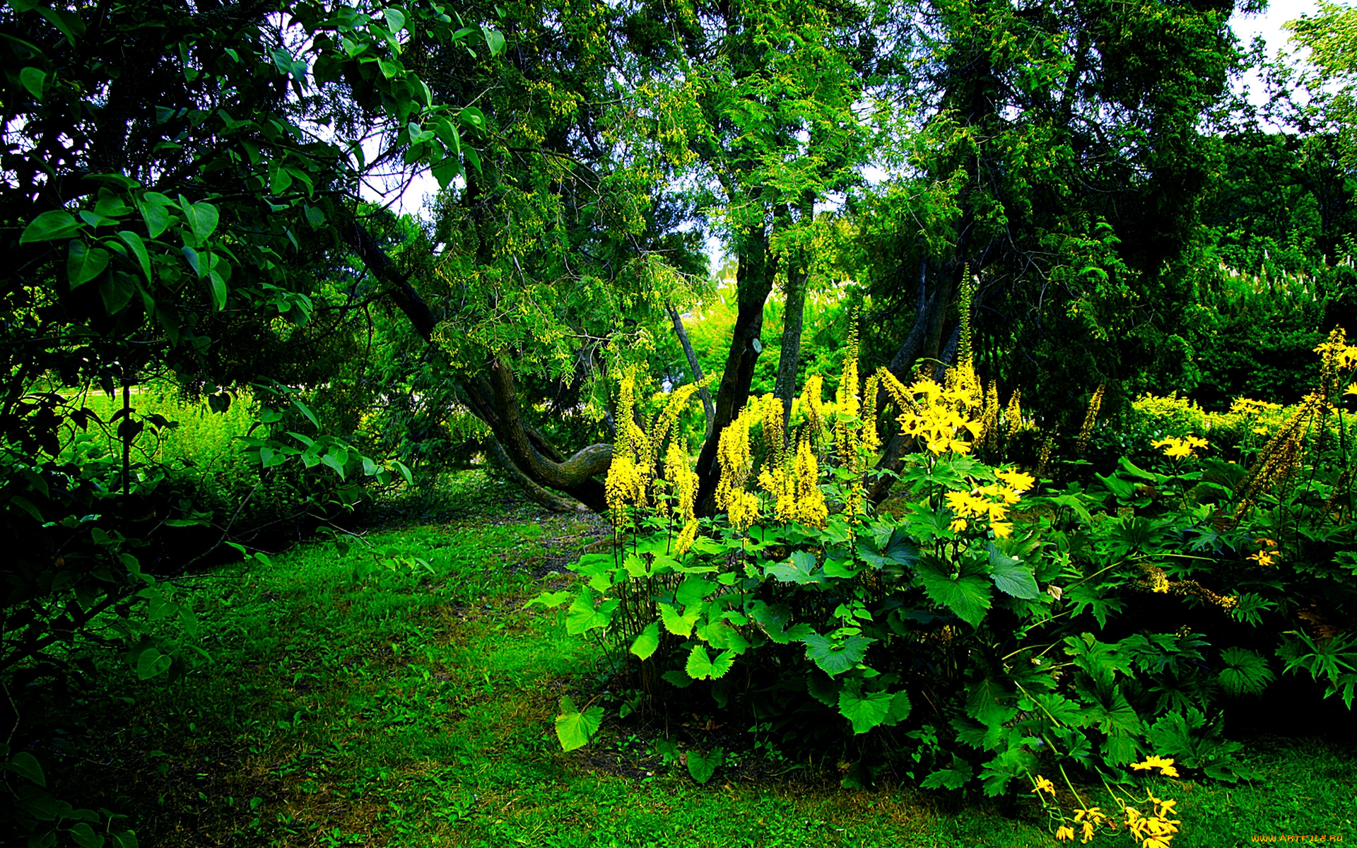 природа, лес, листья, трава, деревья, лето, зелень, цветы