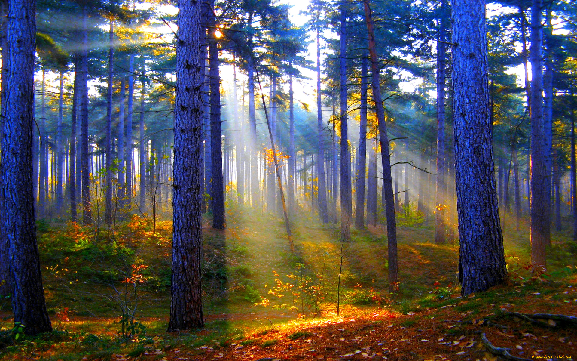 природа, лес, сосны, свет, трава