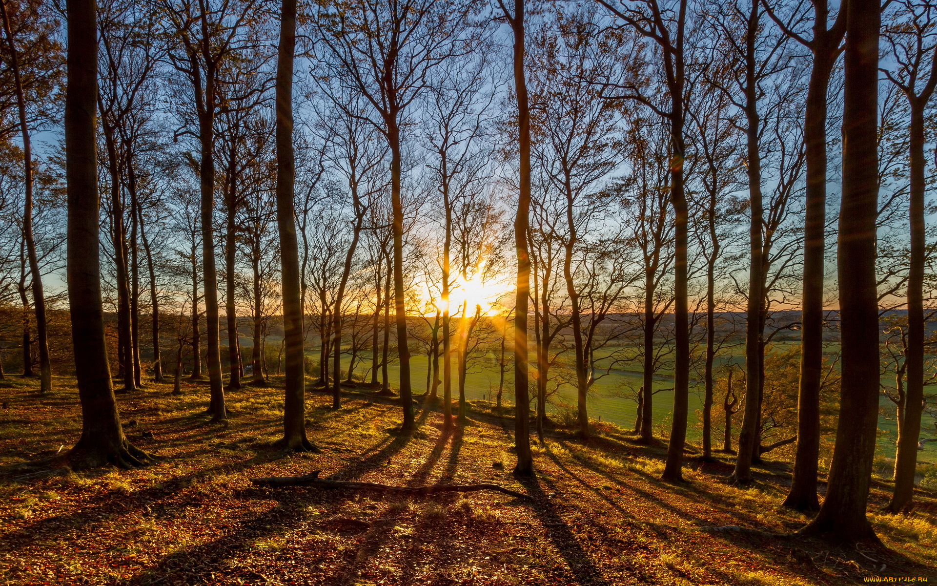 природа, восходы, закаты, деревья, восход
