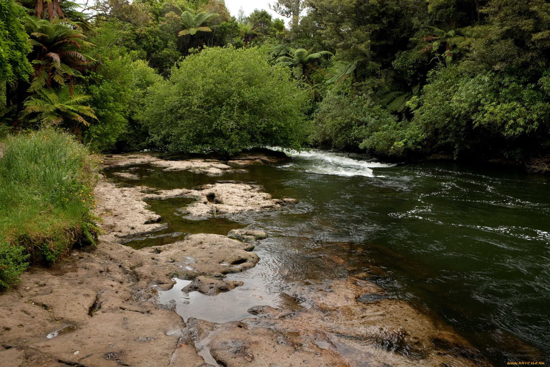 new, zealand, kaituna, river, природа, реки, озера, тропики, река