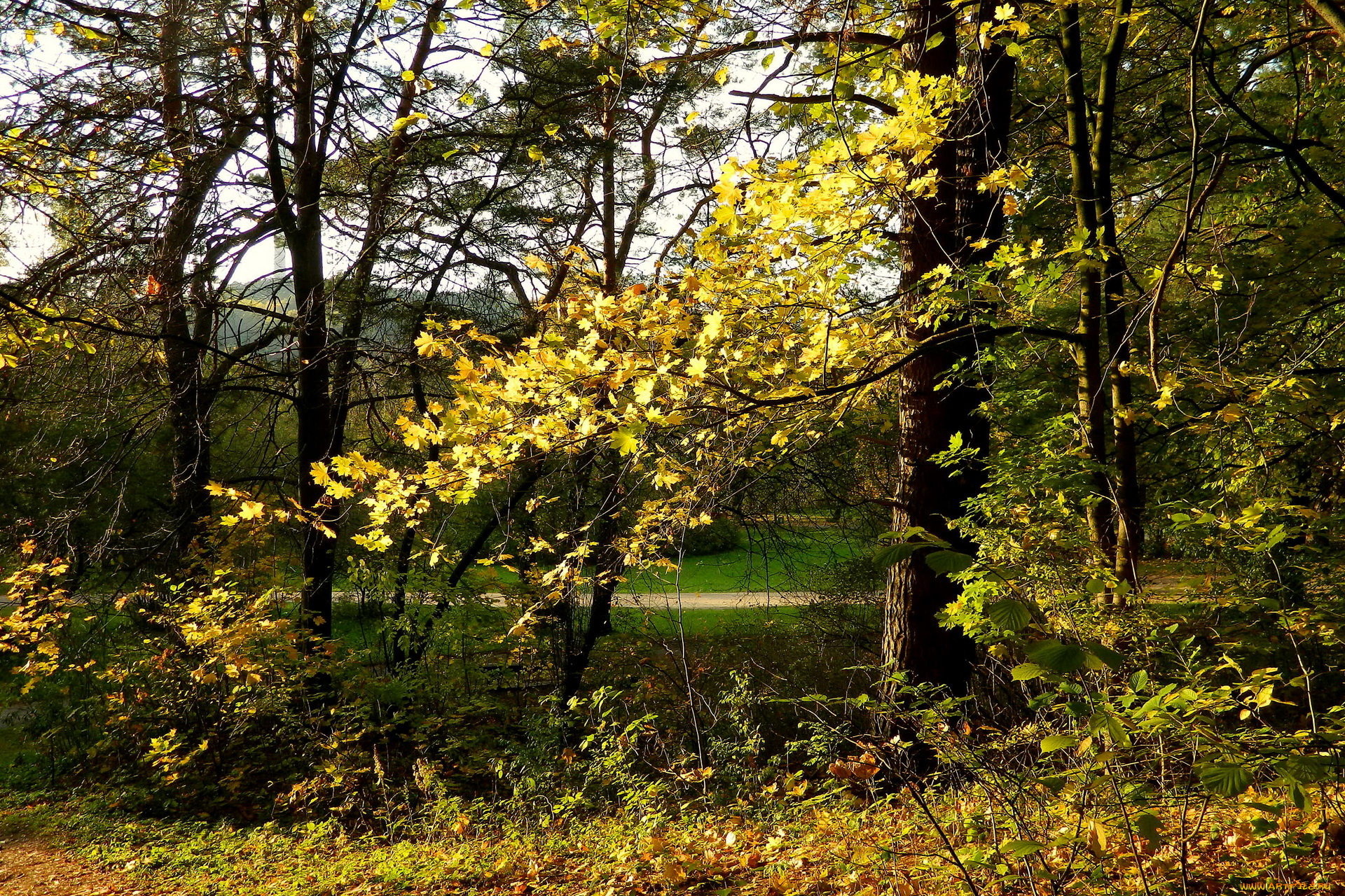 vingio, parkas, вильнюс, природа, парк