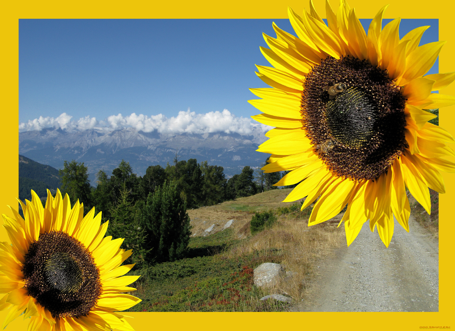 цветы, подсолнухи