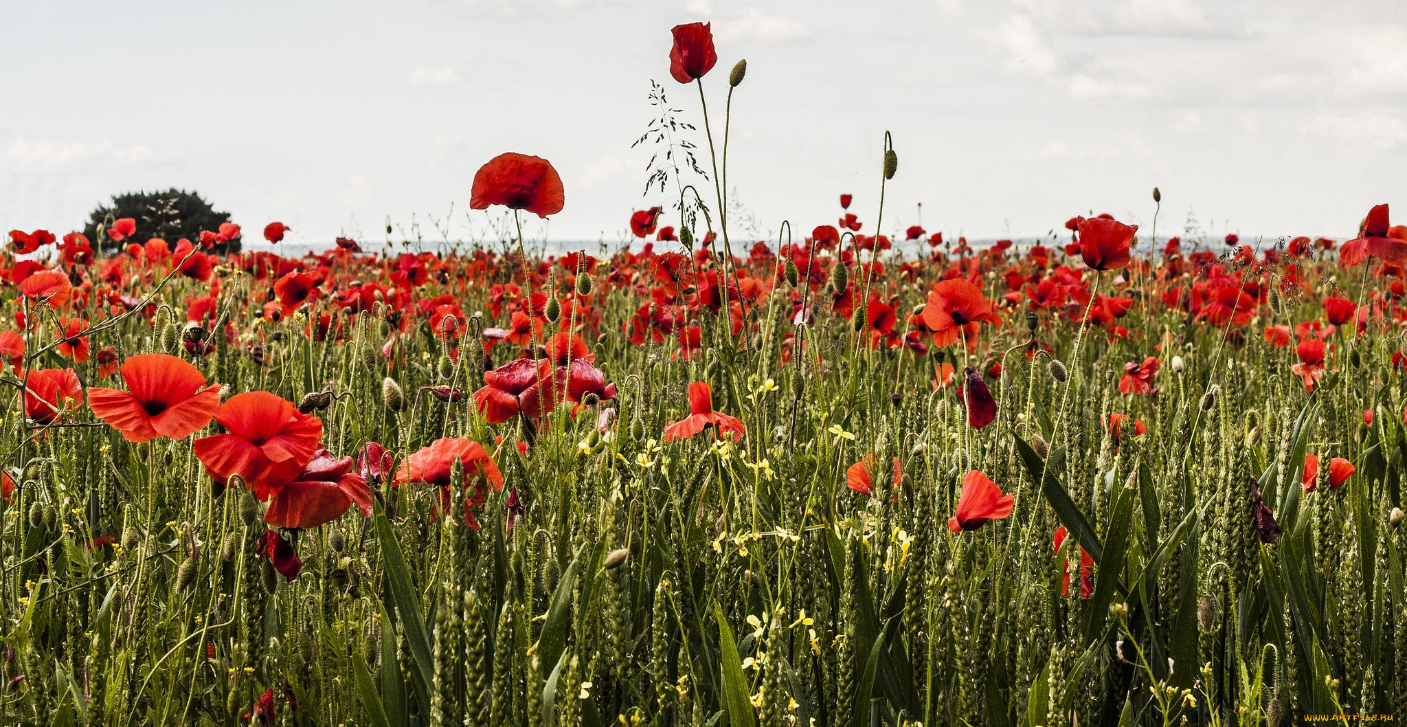 цветы, маки, колоски, поле