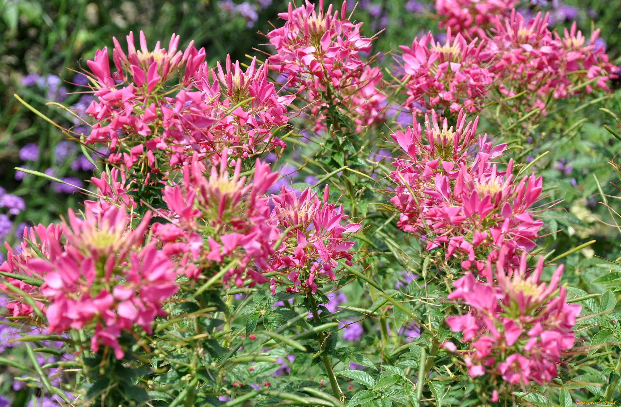 цветы, клеомы, розовый