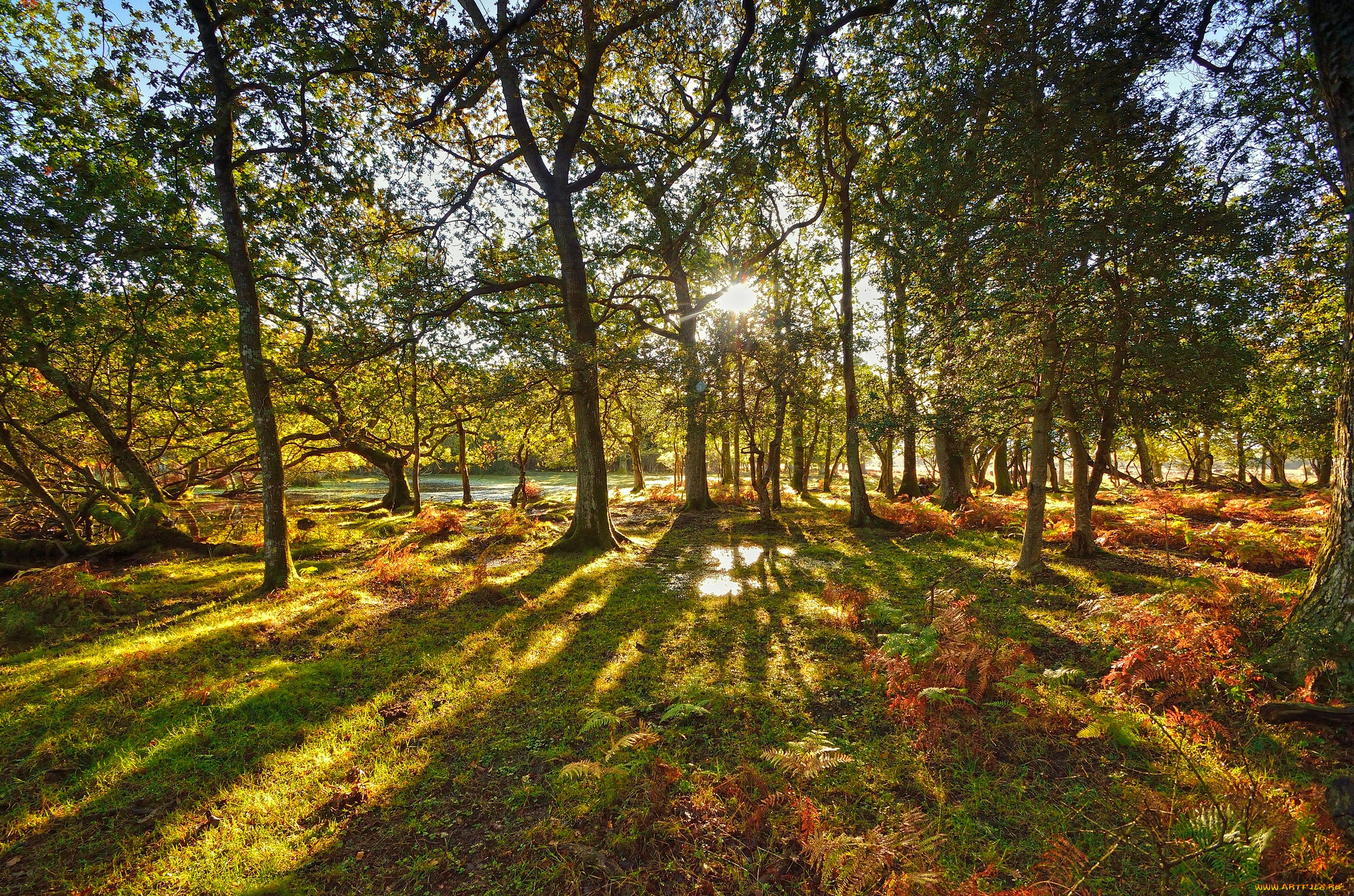 природа, лес, солнце, свет, деревья