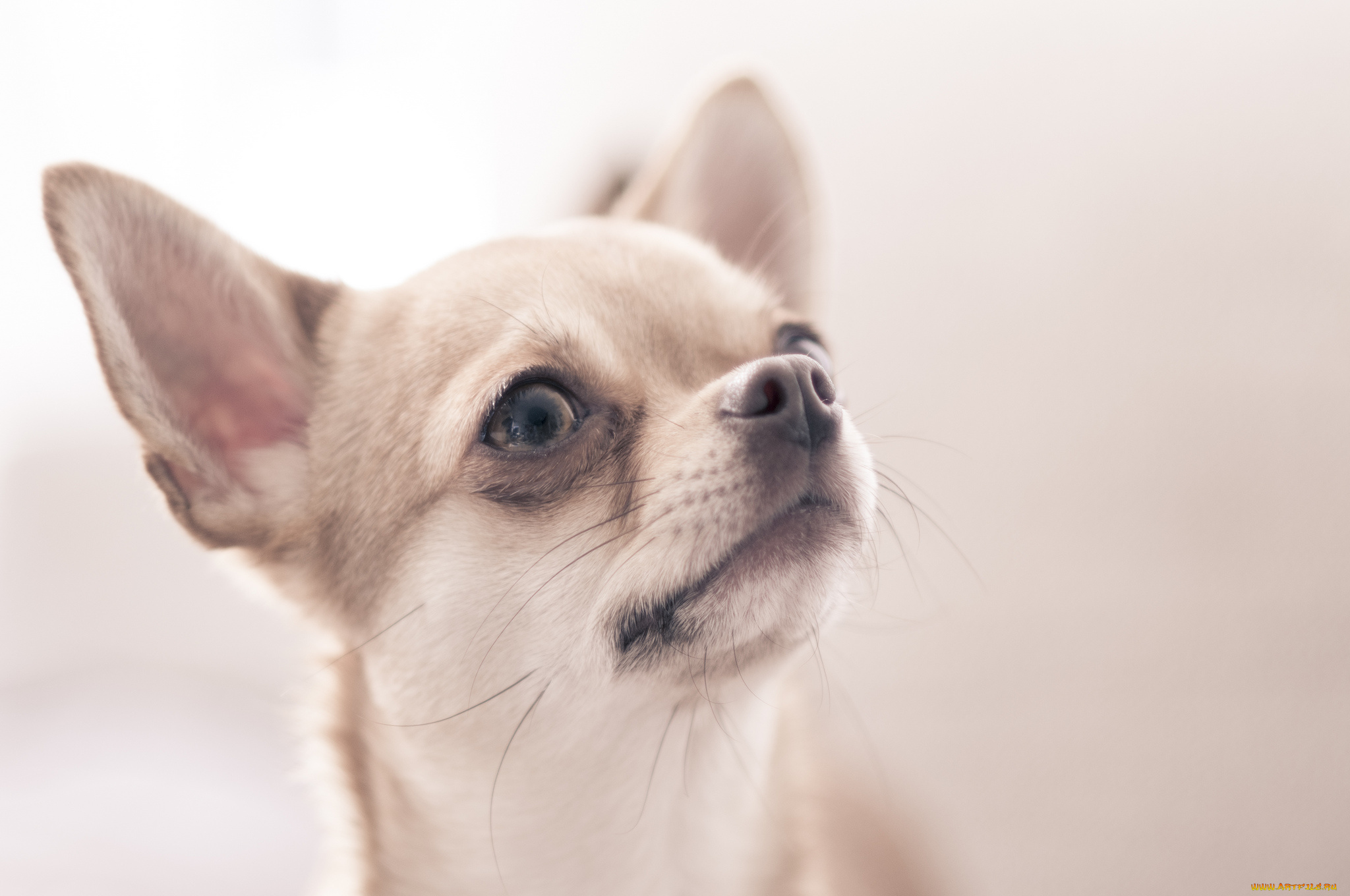 животные, собаки, Чихуахуа