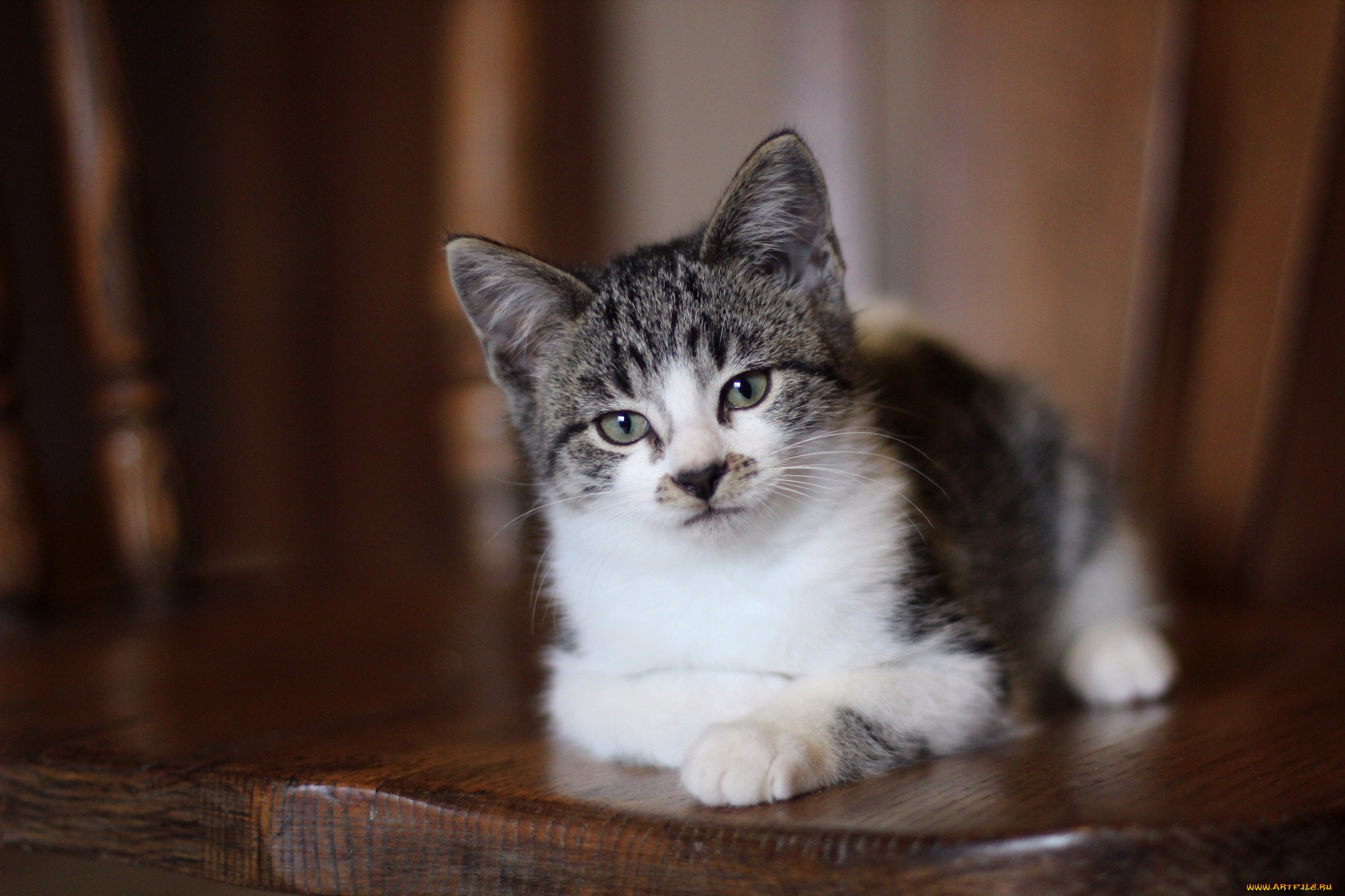 животные, коты, котенок, взгляд, серые, глаза