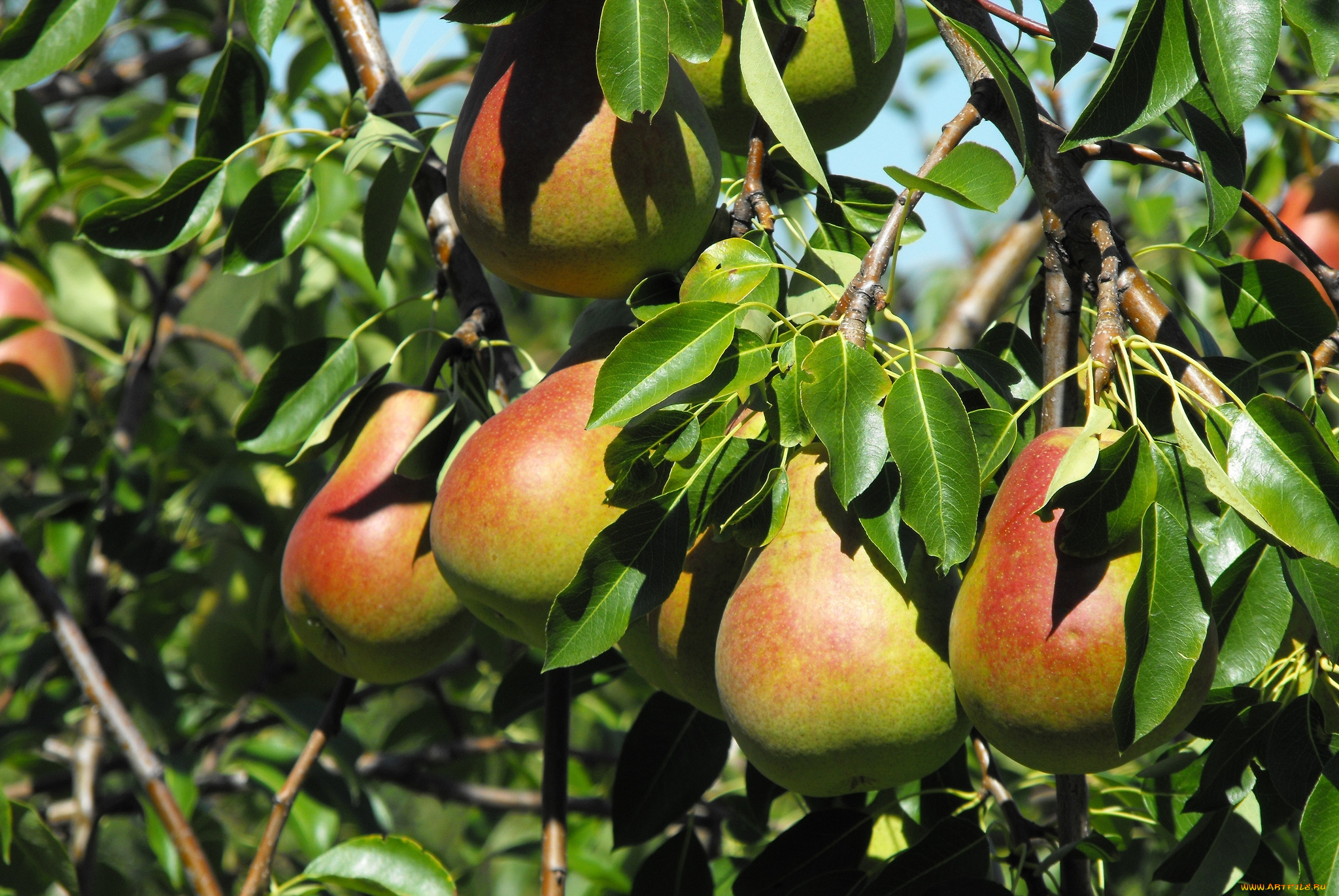 природа, плоды, ветки, груши