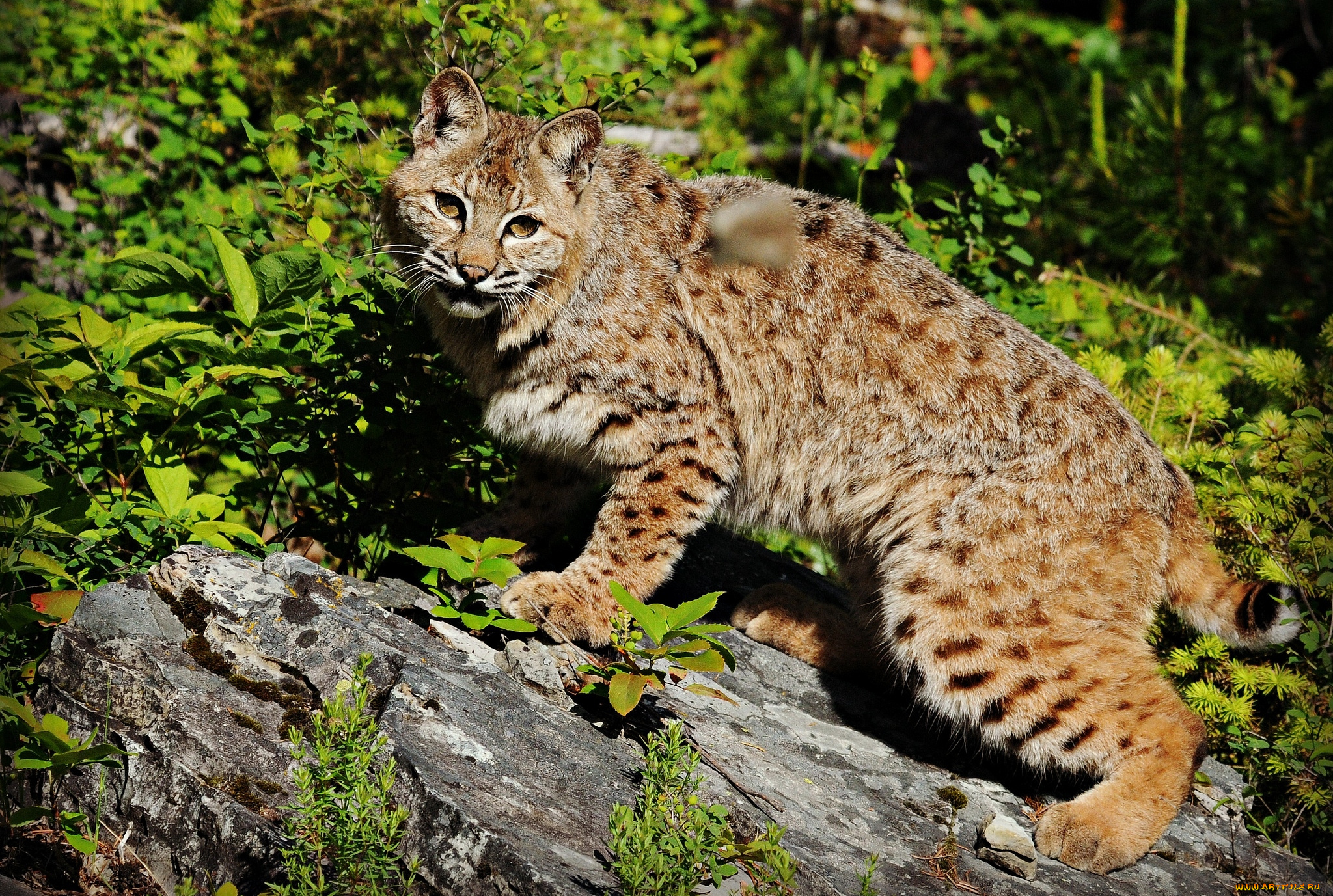 животные, рыси, кошка