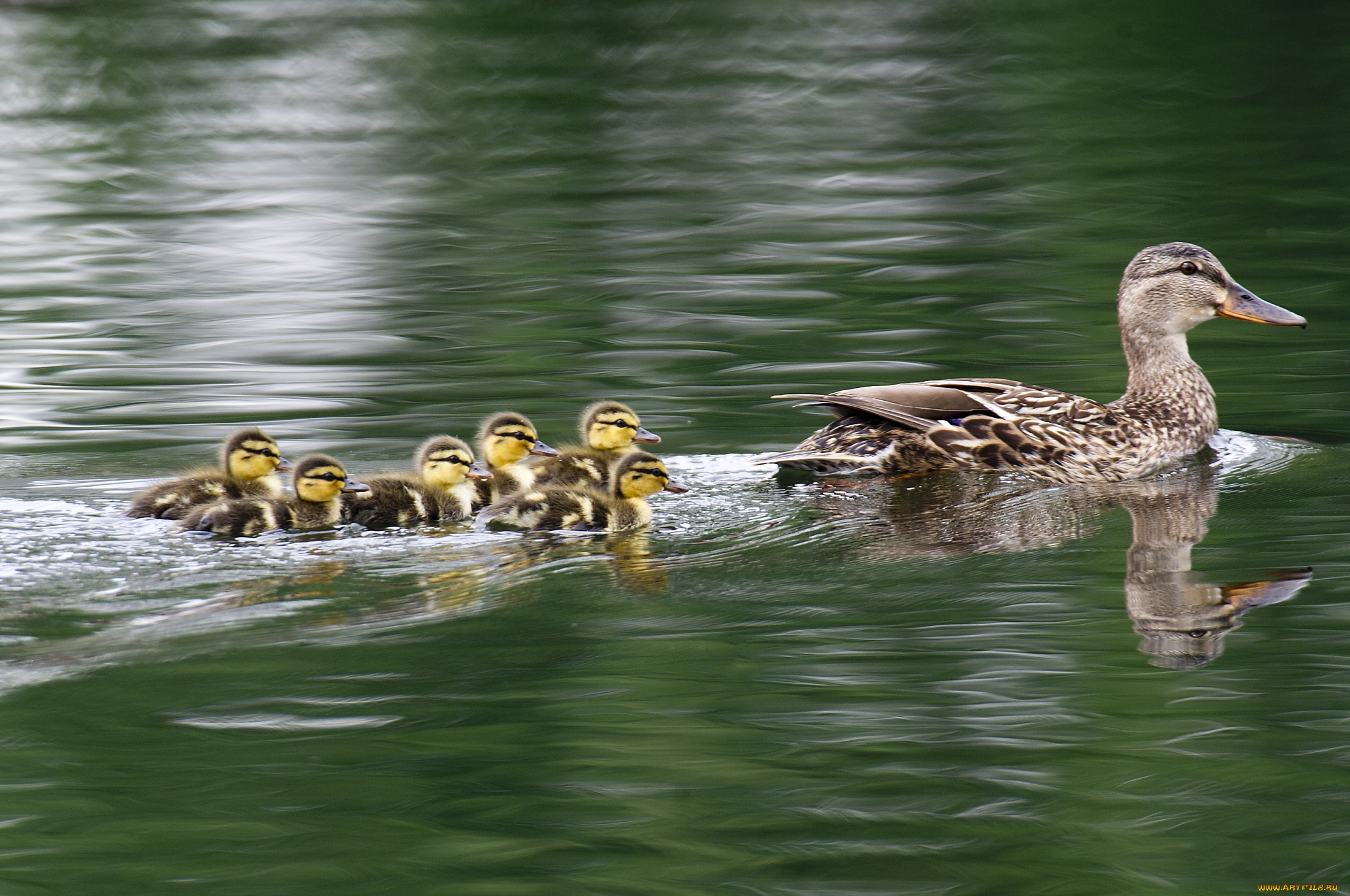 животные, утки, утка, вода, плавание, малыши, утята