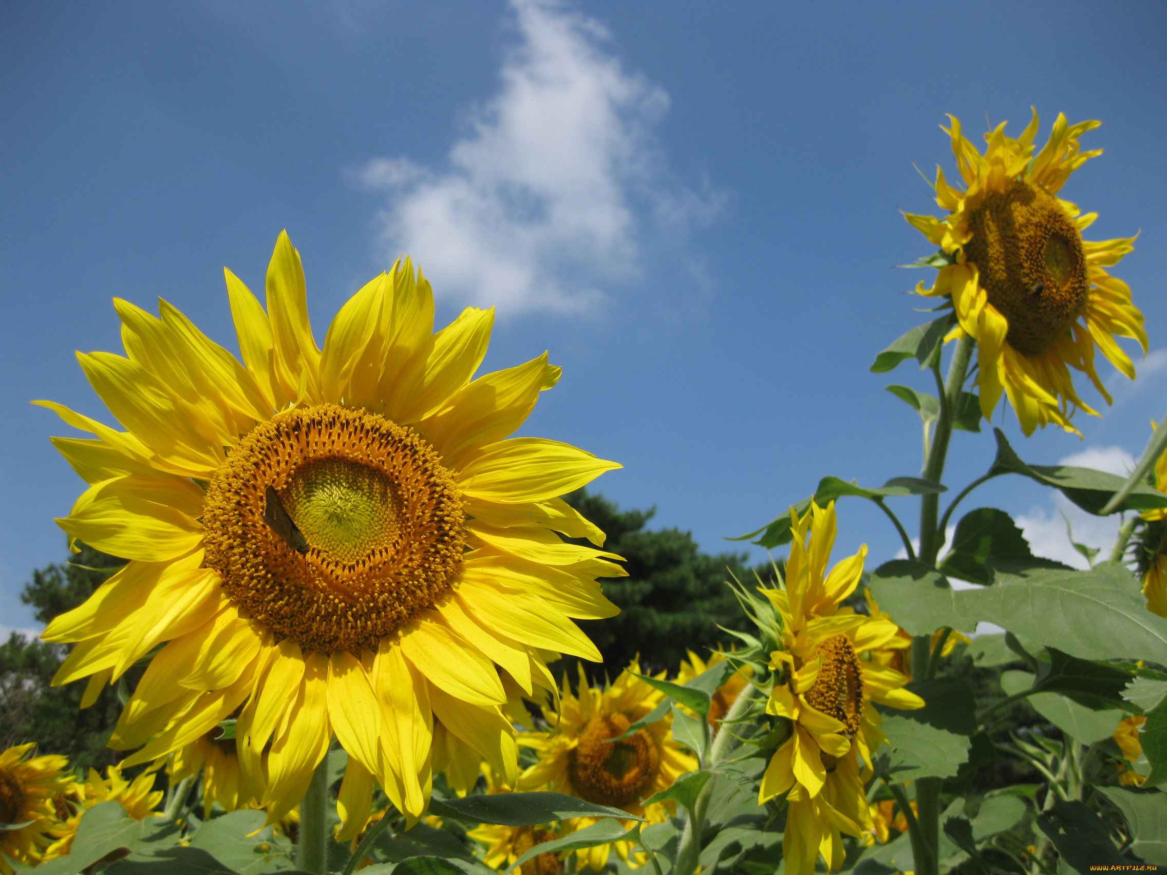 цветы, подсолнухи