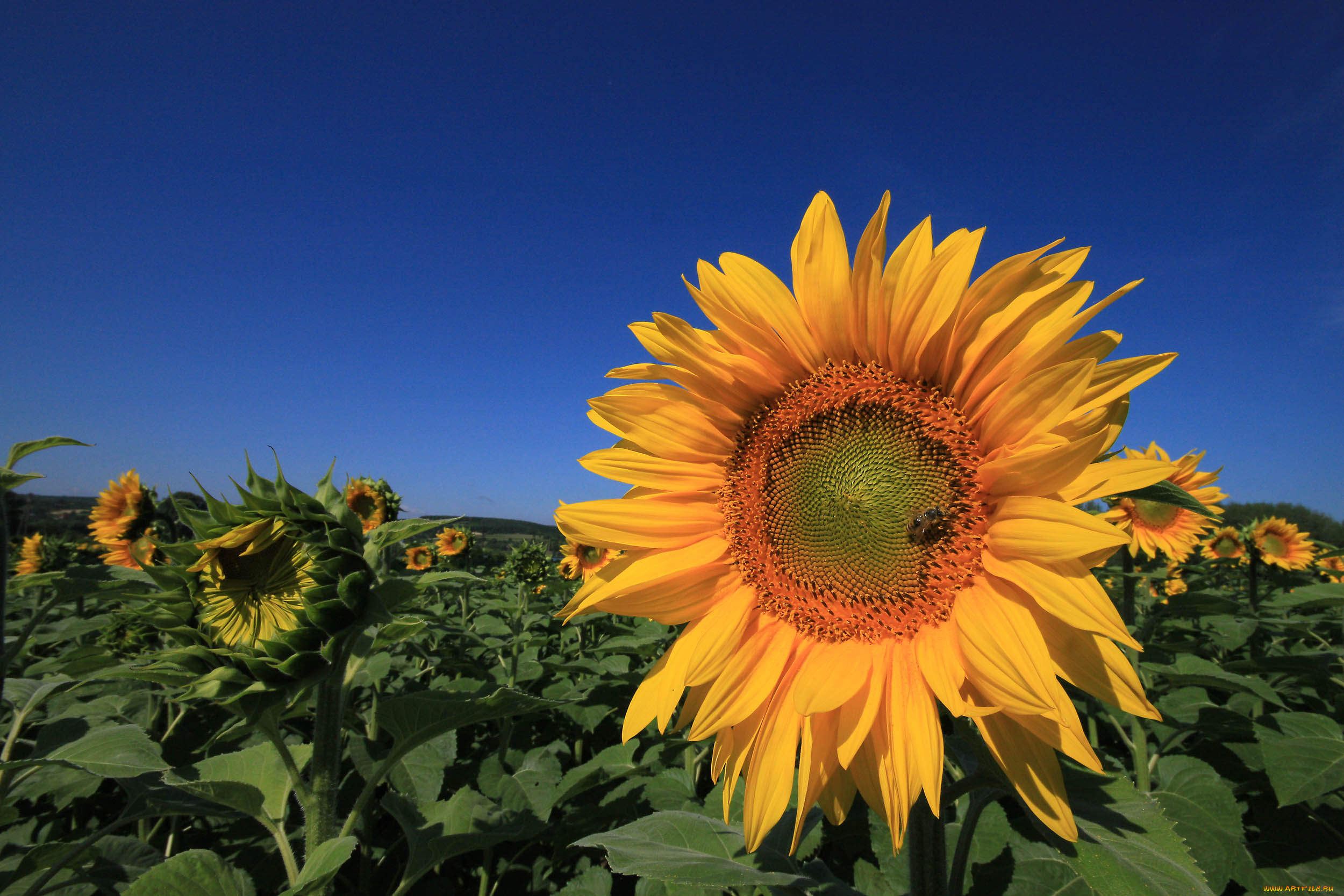 цветы, подсолнухи