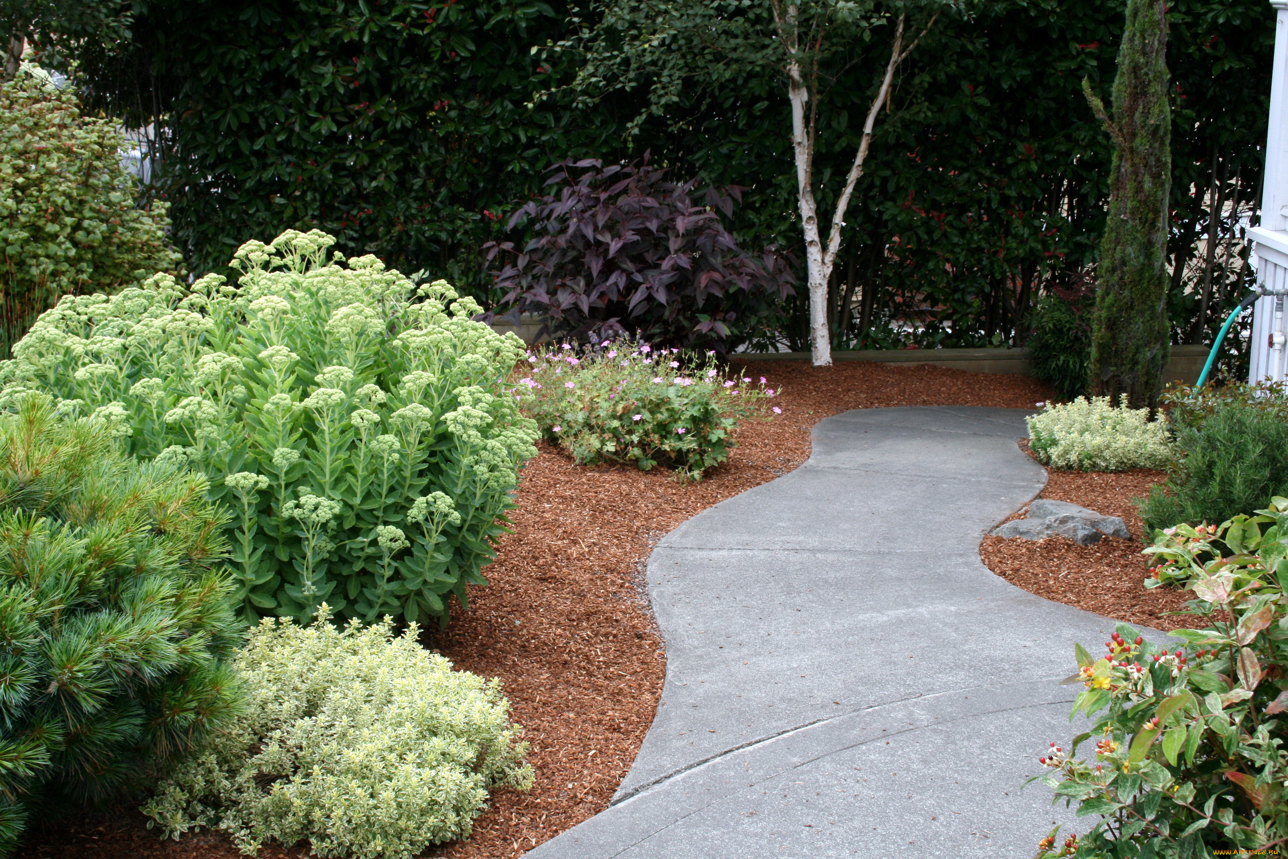 природа, парк, растения