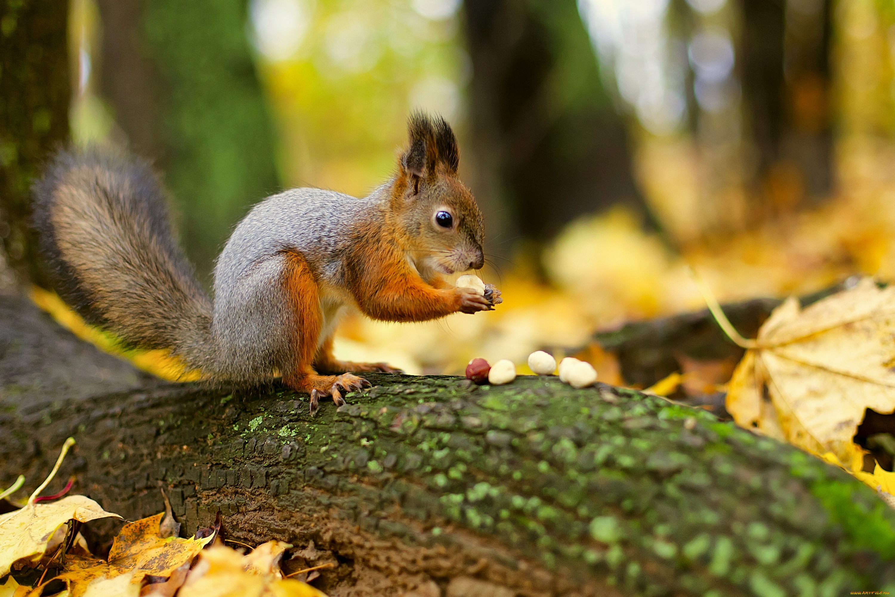 животные, белки, орешки