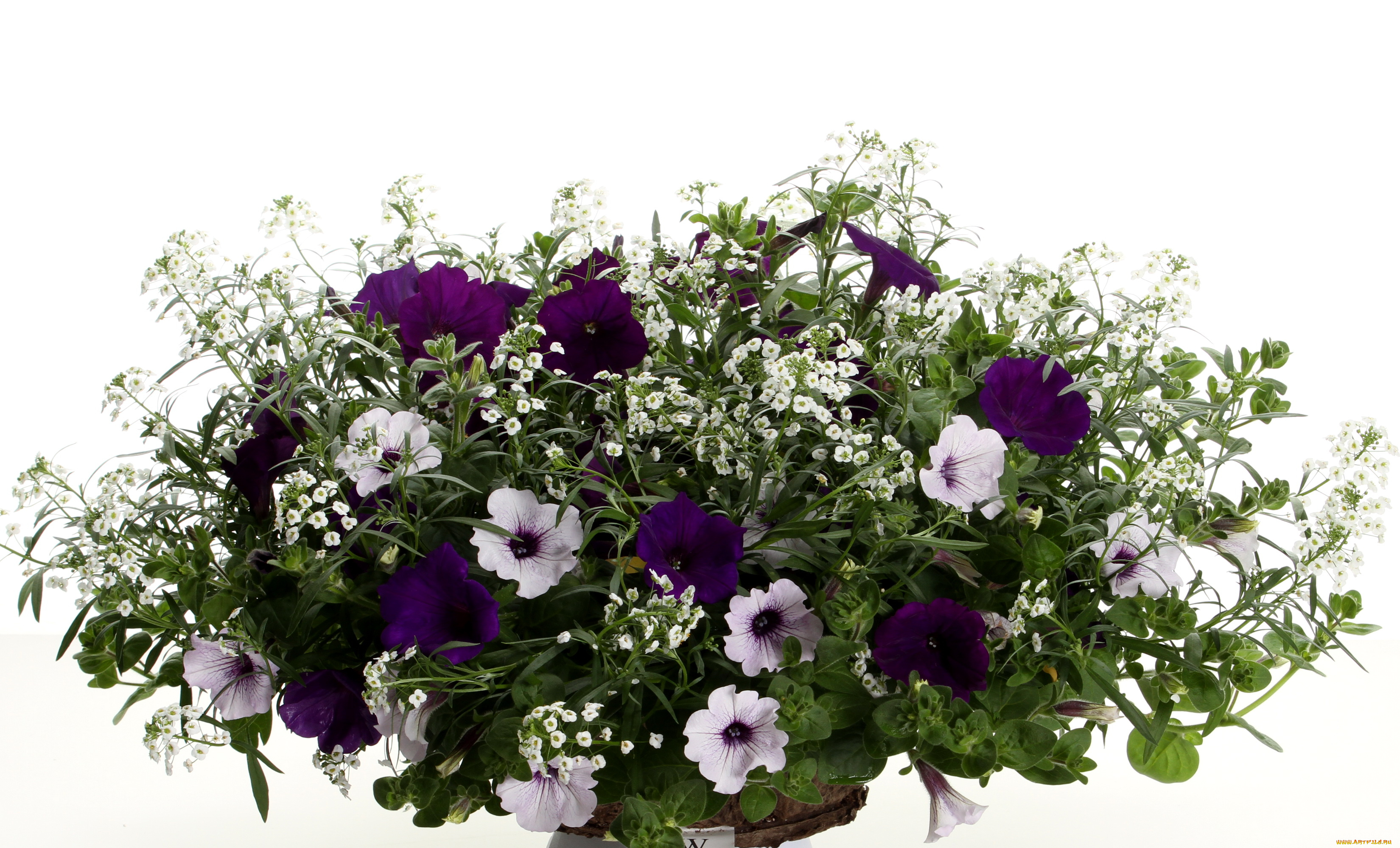 цветы, петунии, калибрахоа, петунья