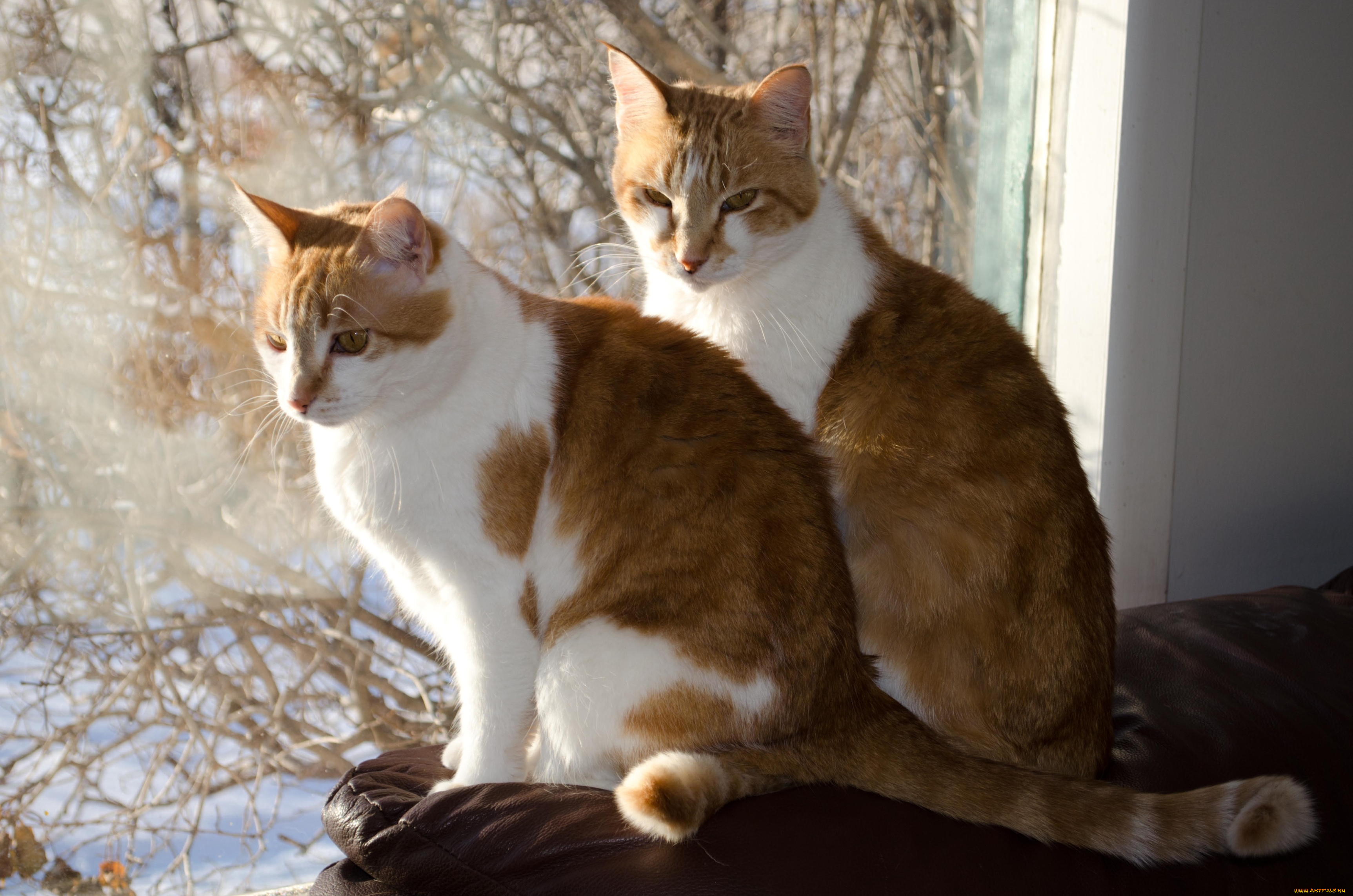 животные, коты, парочка