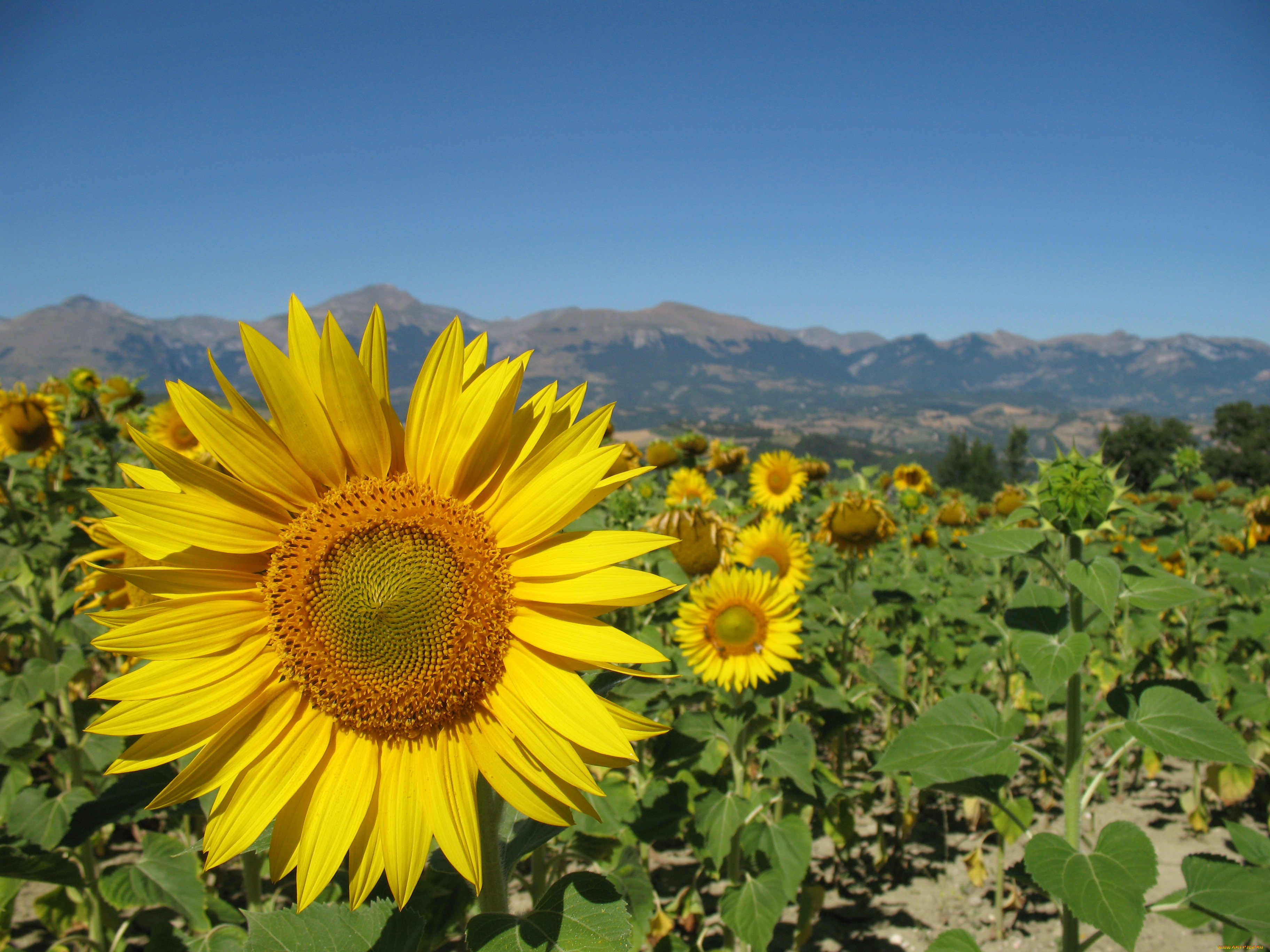цветы, подсолнухи