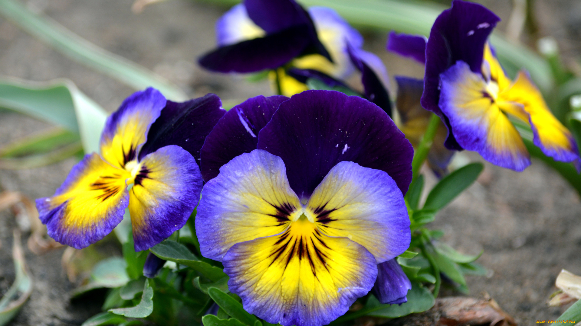 цветы, анютины, глазки, садовые, фиалки, макро