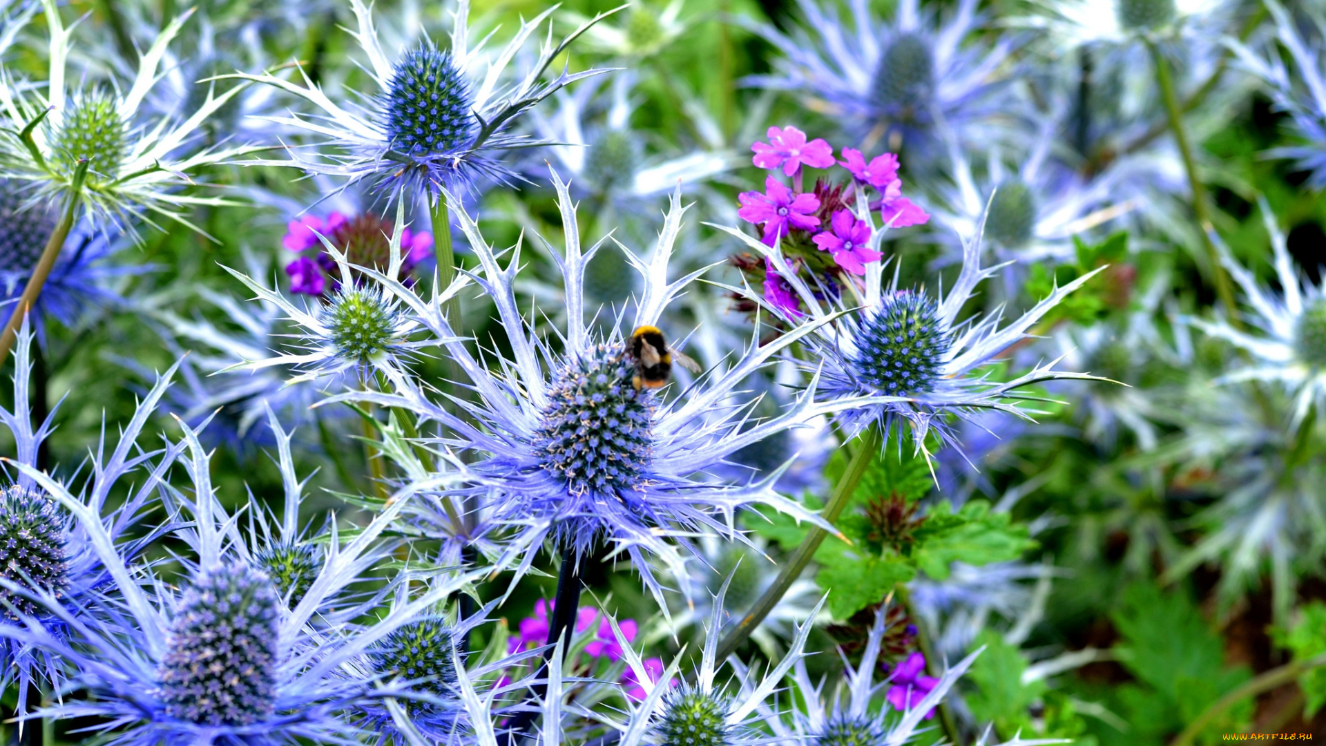 цветы, Чертополох, репейник, колючки