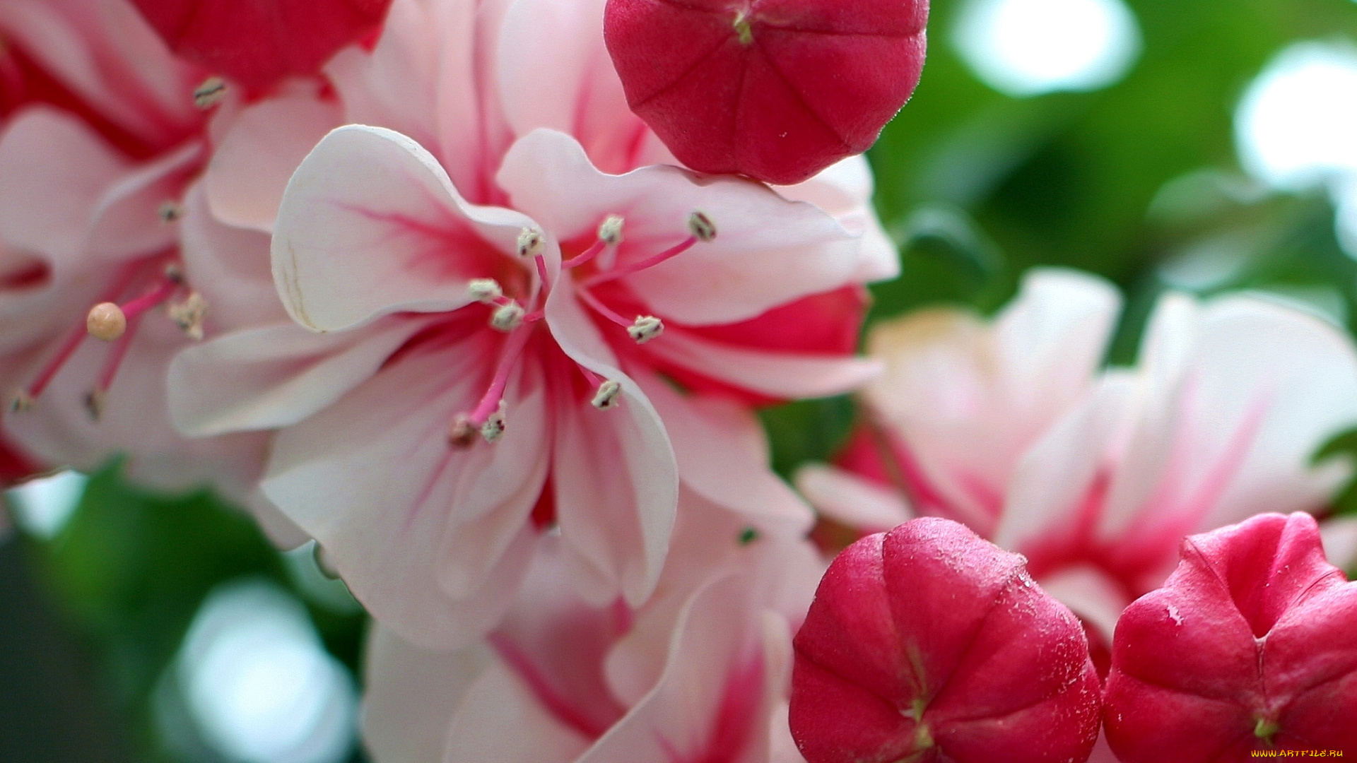 цветы, фуксия, макро