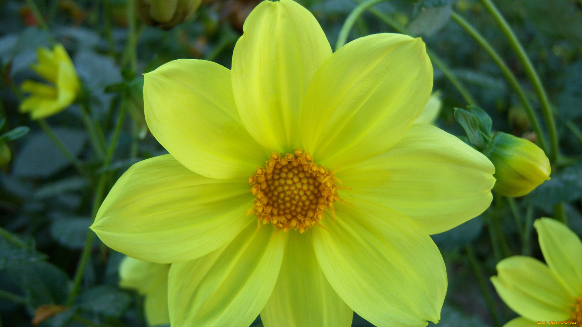 цветы, георгины