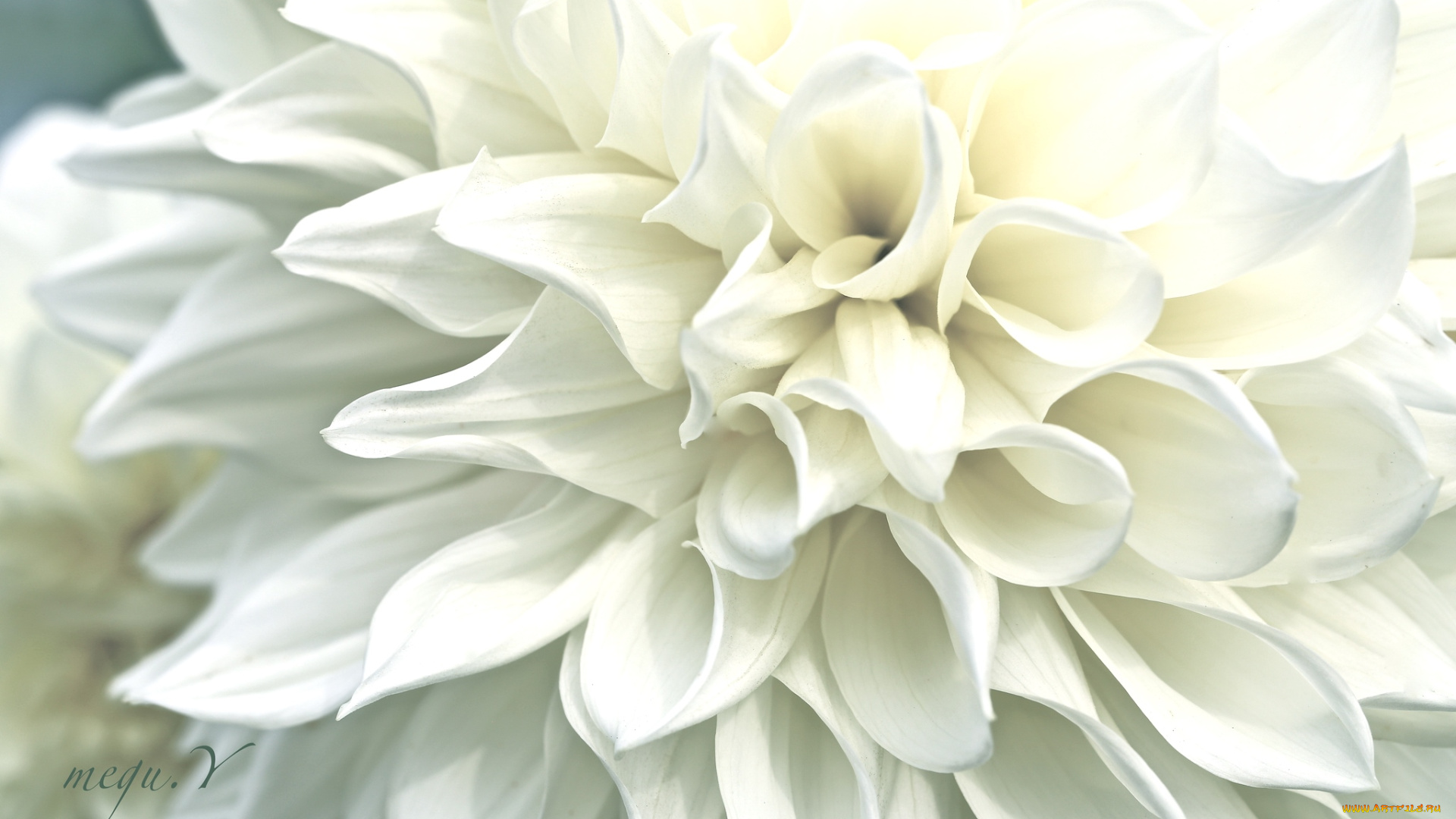 цветы, георгины, макро