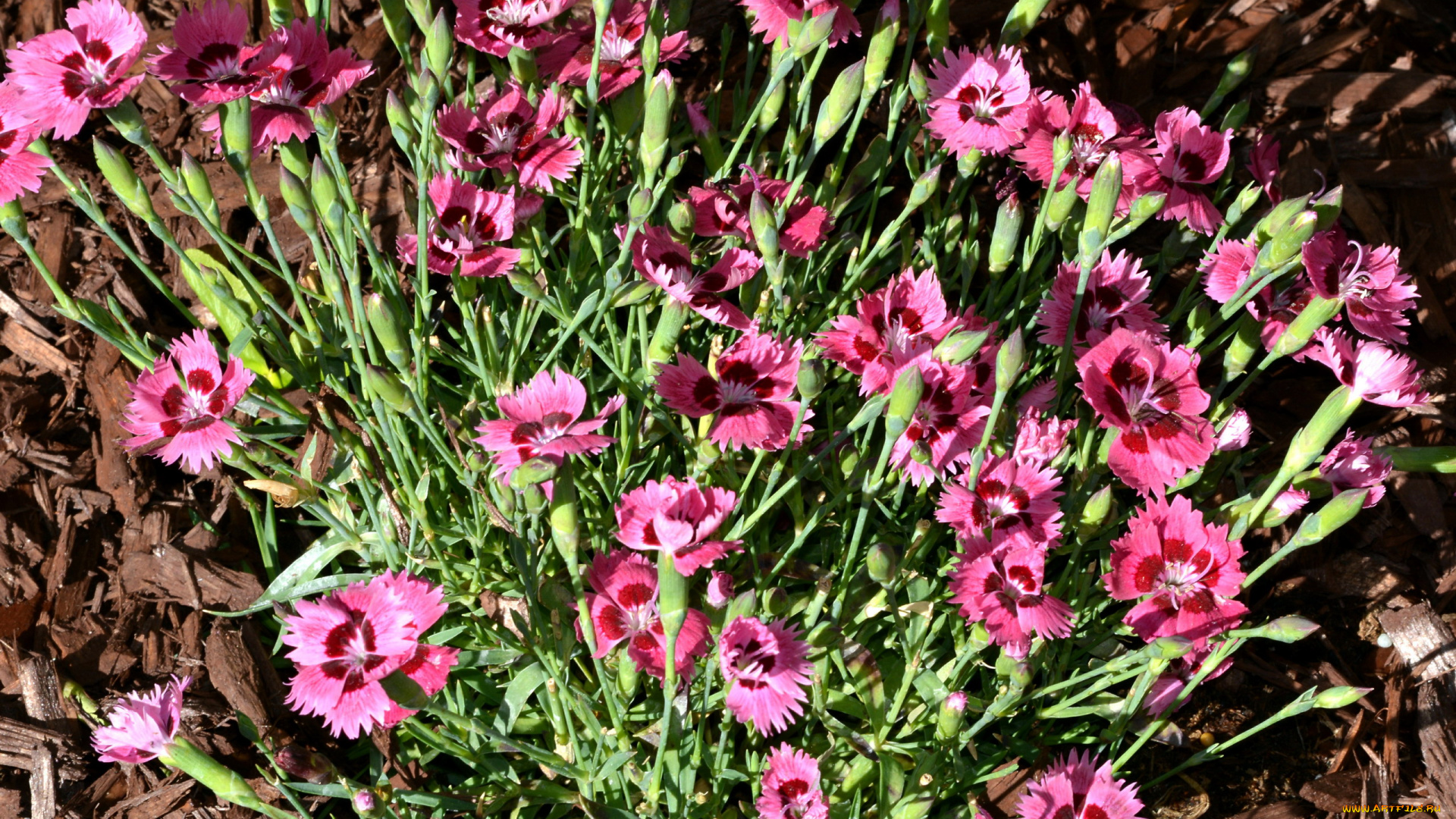 цветы, гвоздики, розовый