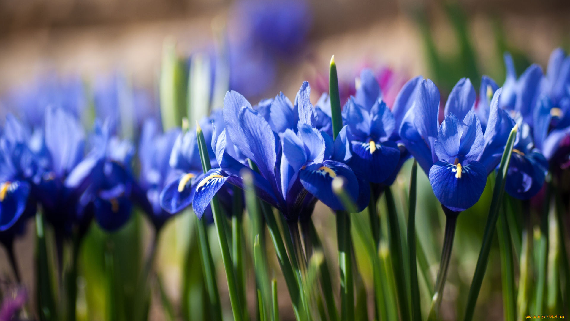 цветы, ирисы, боке, касатики