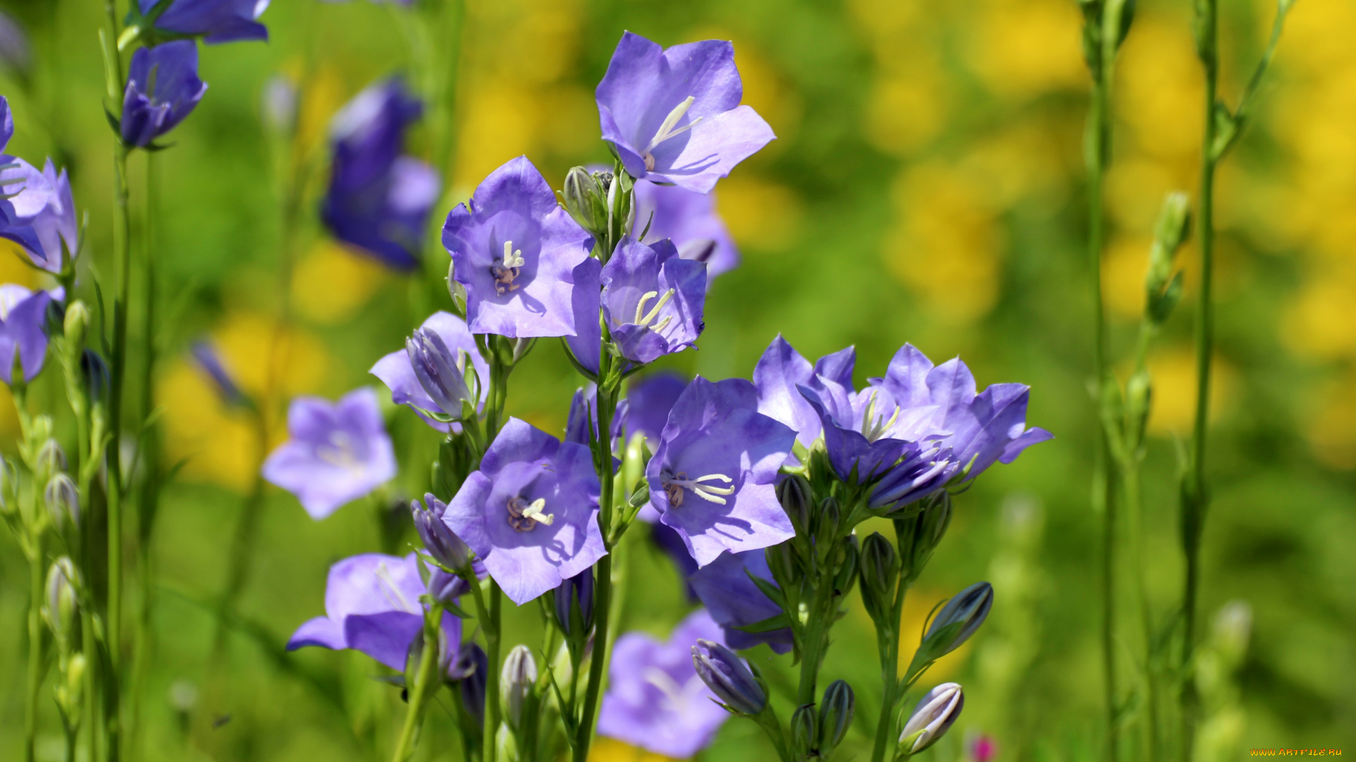 цветы, колокольчики, луг