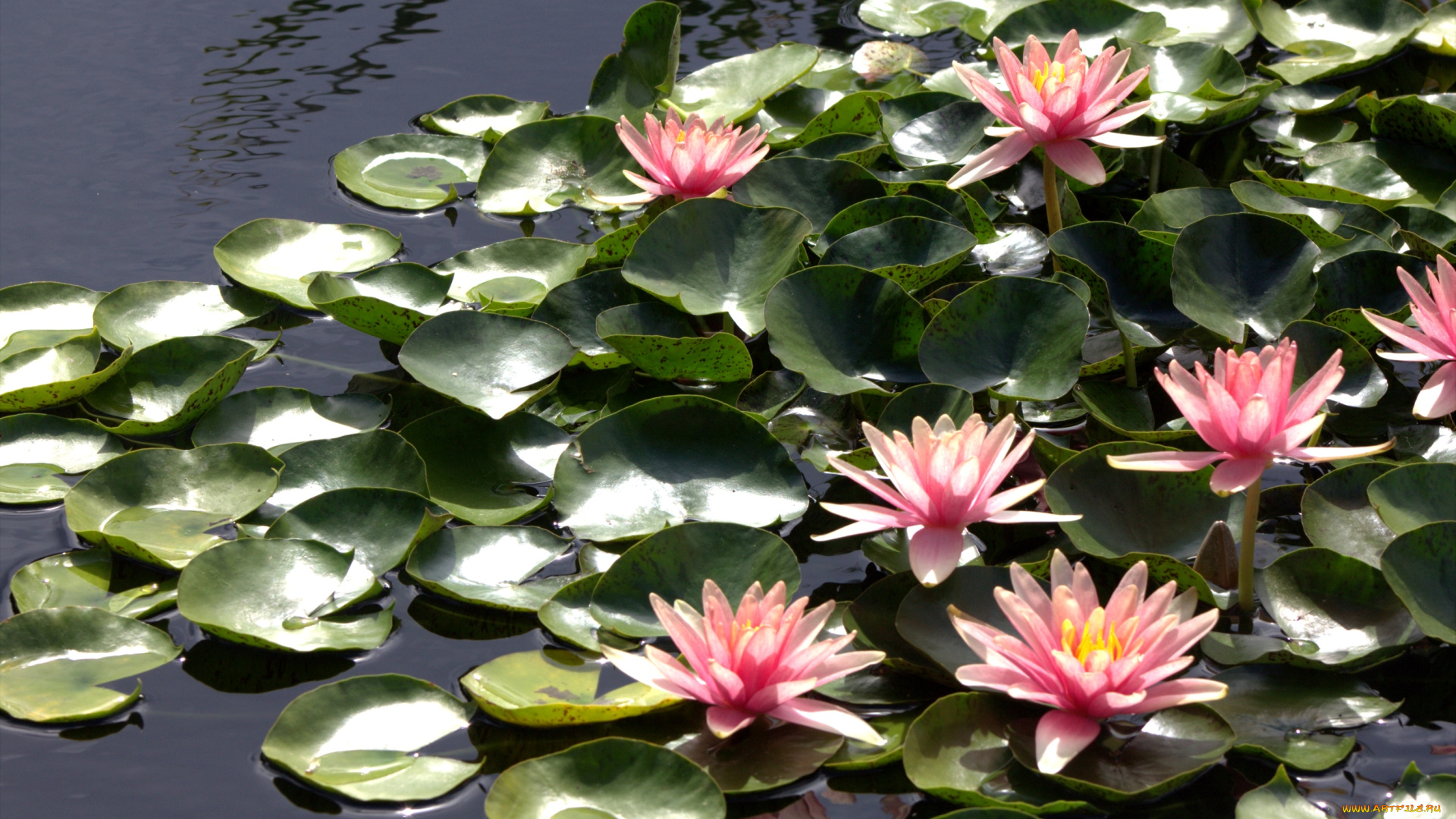 цветы, лилии, водяные, нимфеи, кувшинки, розовый