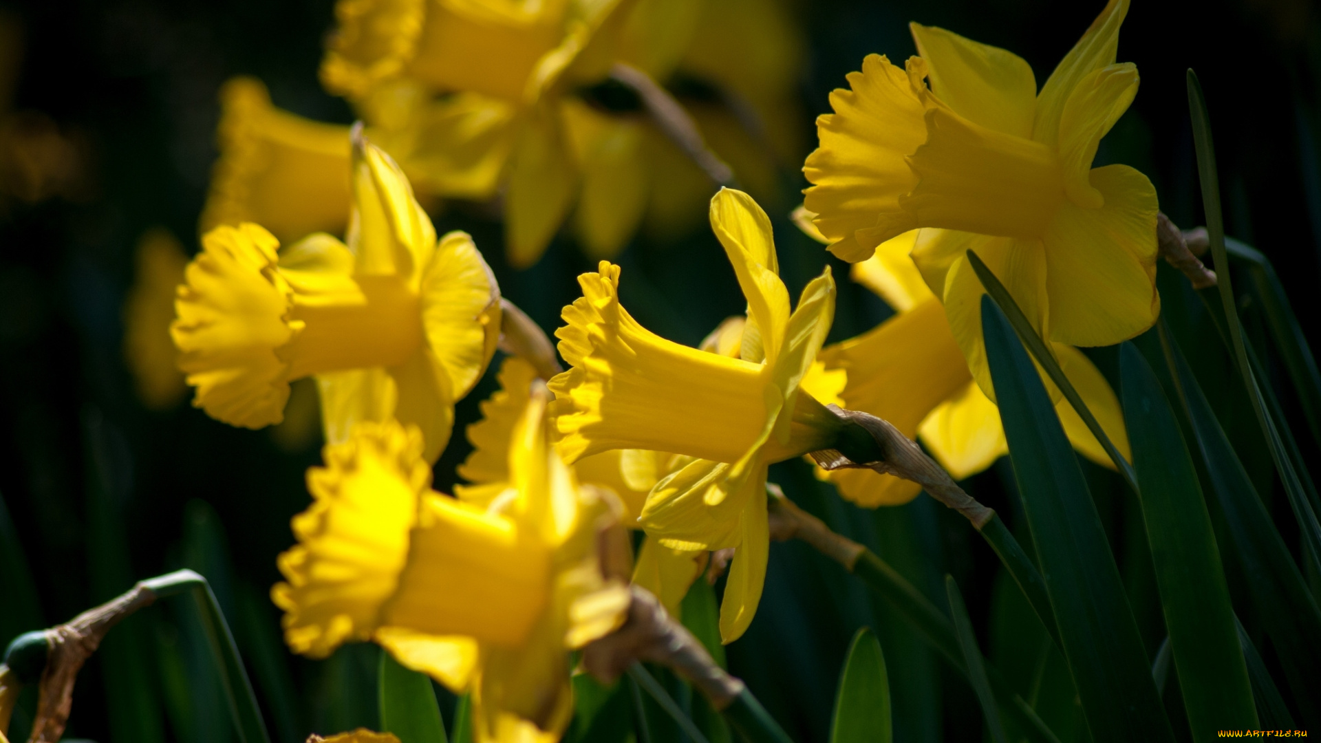 цветы, нарциссы, макро, жёлтые