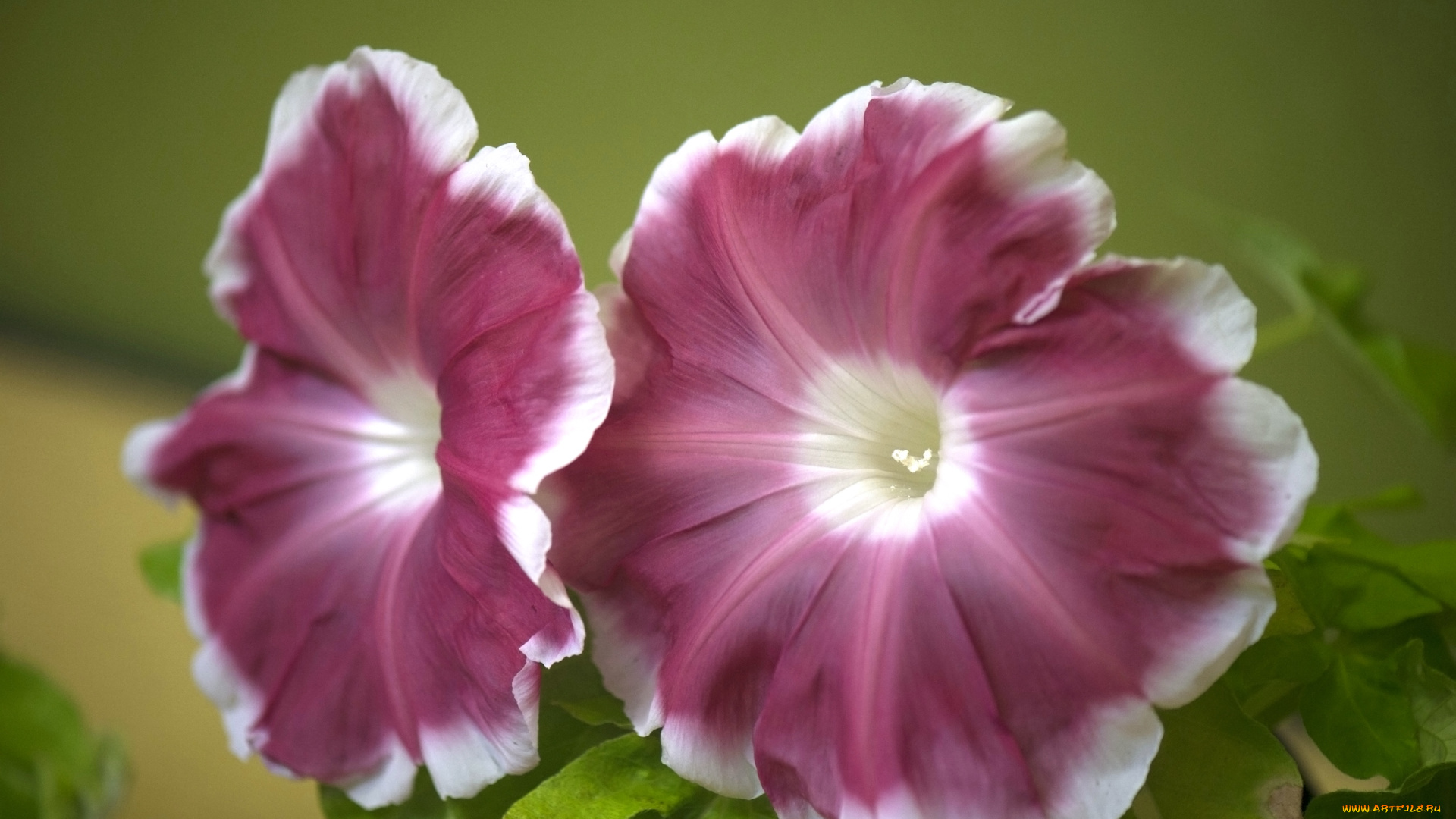 цветы, петунии, калибрахоа, макро