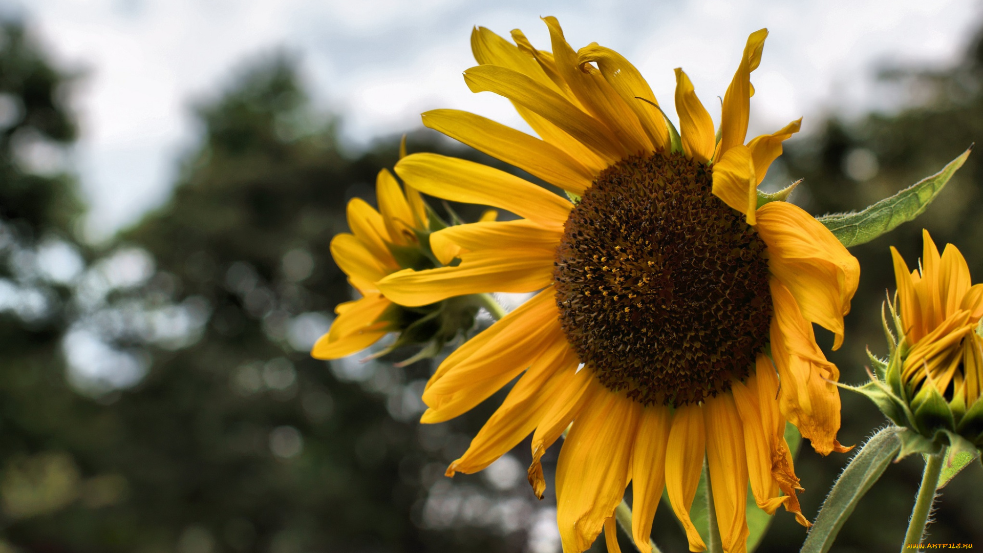 цветы, подсолнухи, подсолнух, стебель, корзинка