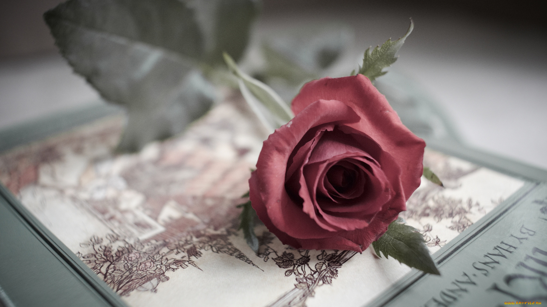 цветы, розы, бутон