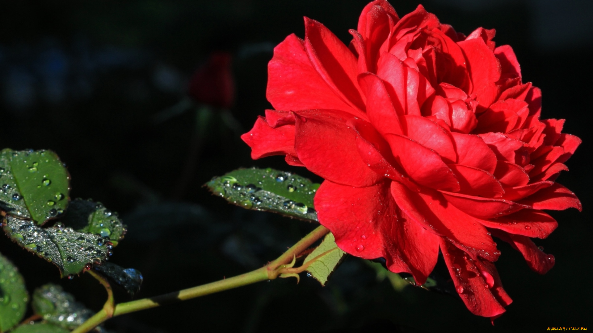 цветы, розы, красный