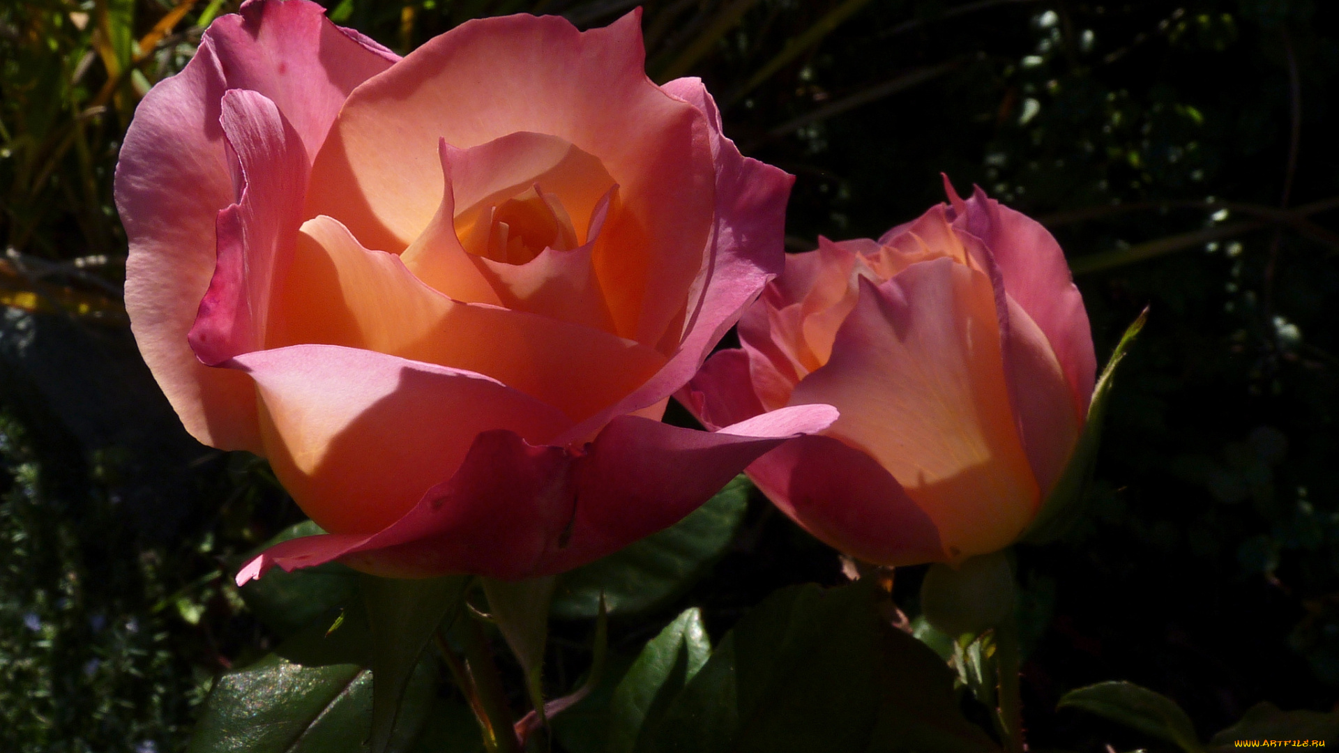 цветы, розы, лепестки, бутоны