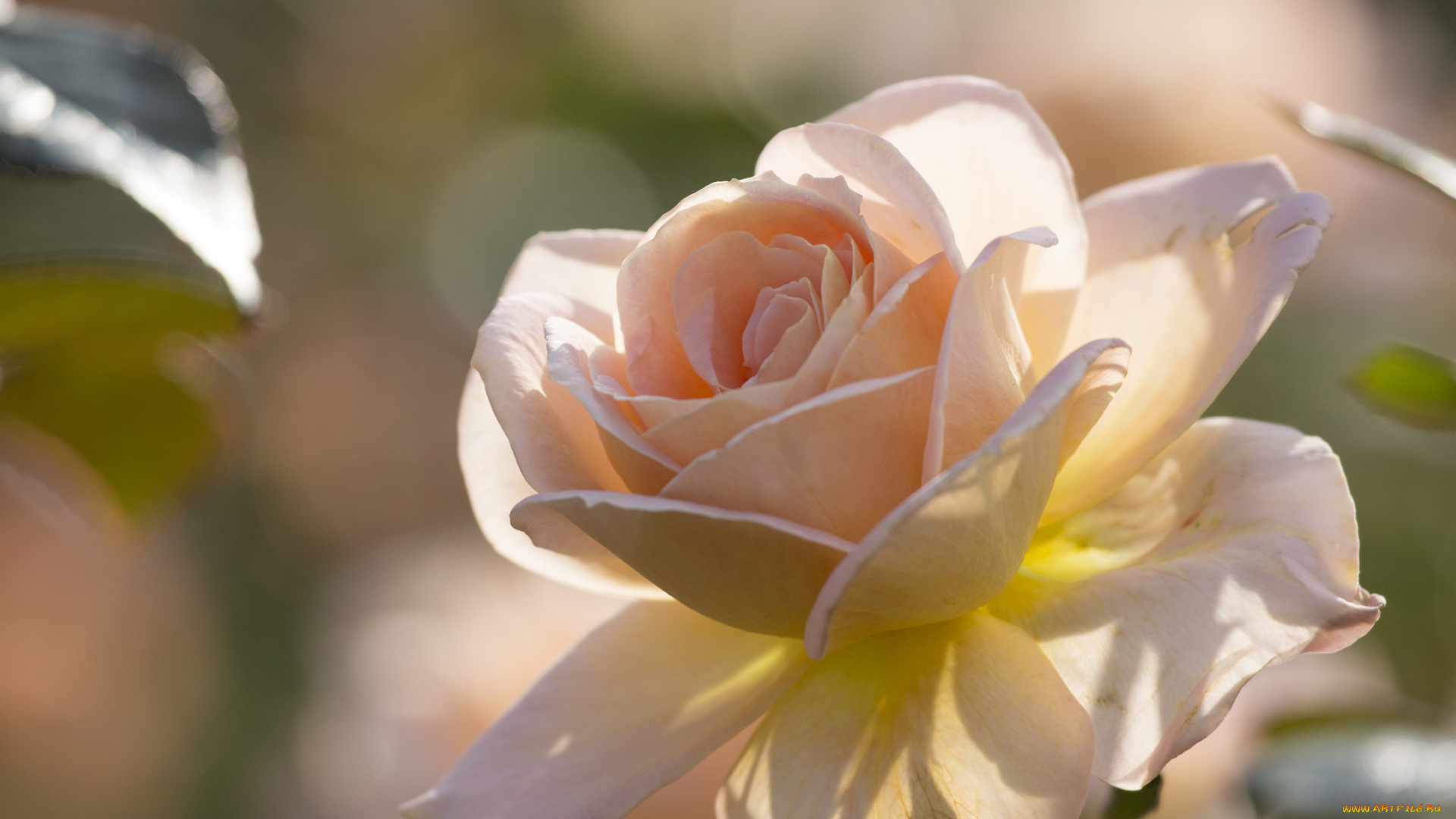 цветы, розы, лепестки, макро