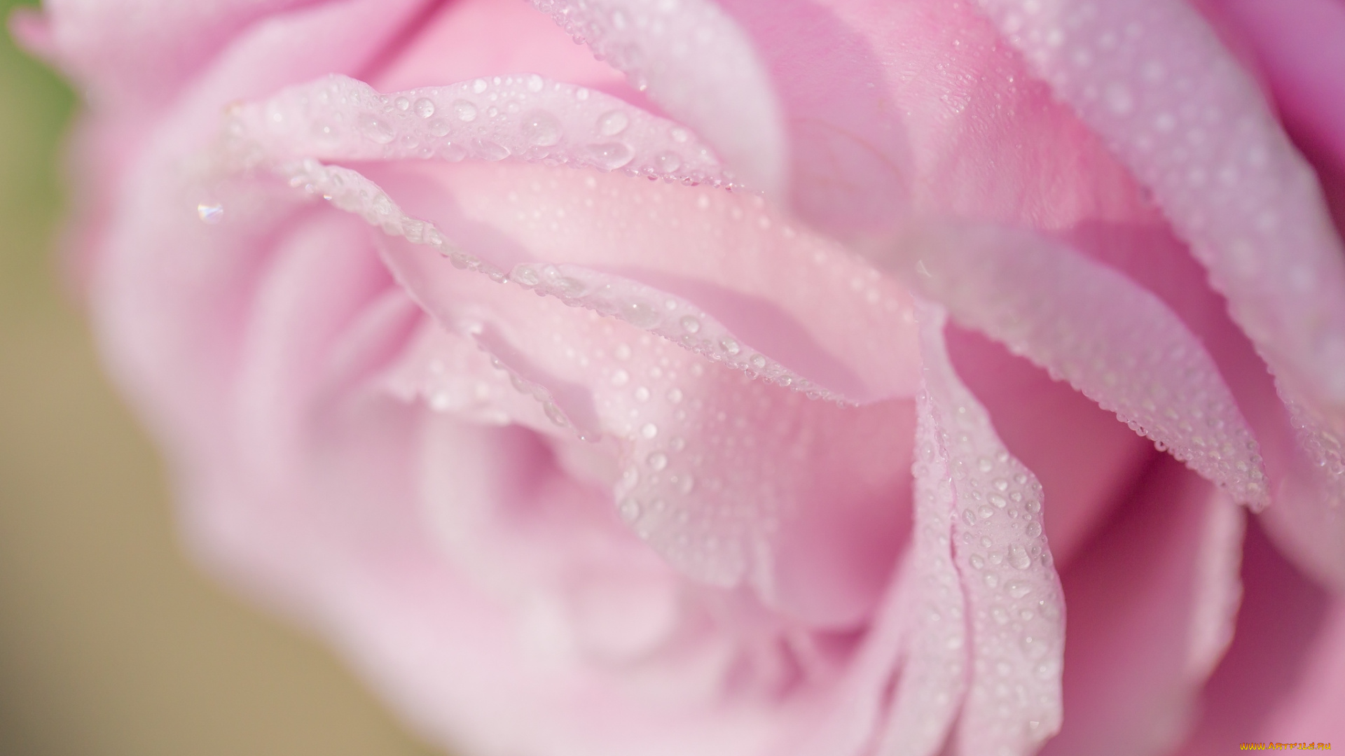 цветы, розы, макро