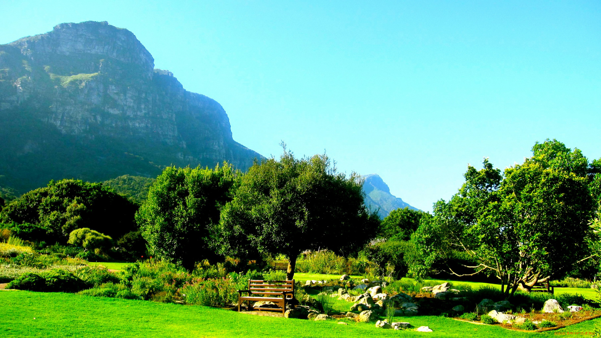 kirstenbosch, national, botanic, garden, south, africa, природа, парк, деревья, клумбы, скамейка, горы, африка