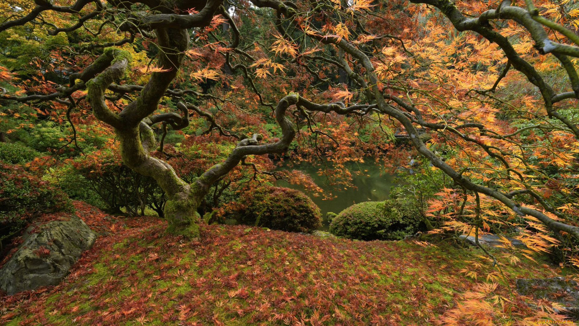 природа, деревья, дерево, лес, озеро