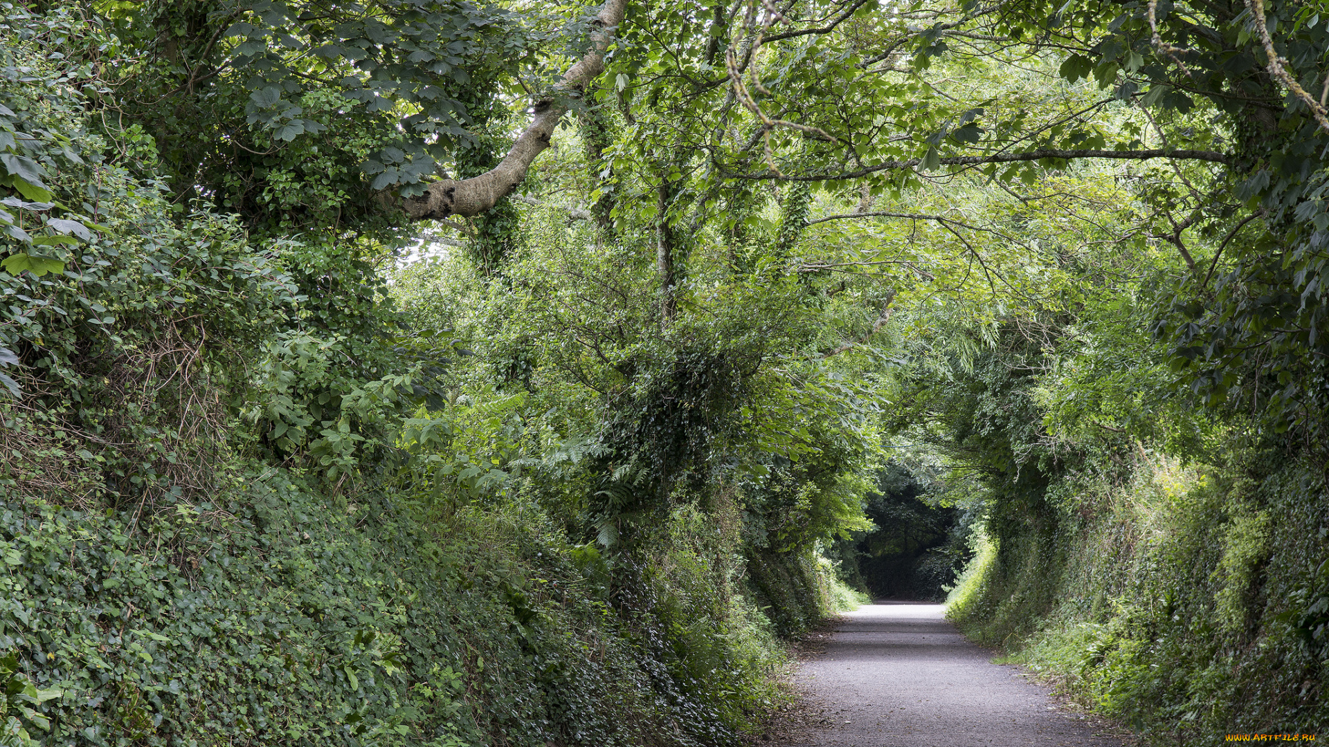 природа, дороги, дорога, лес