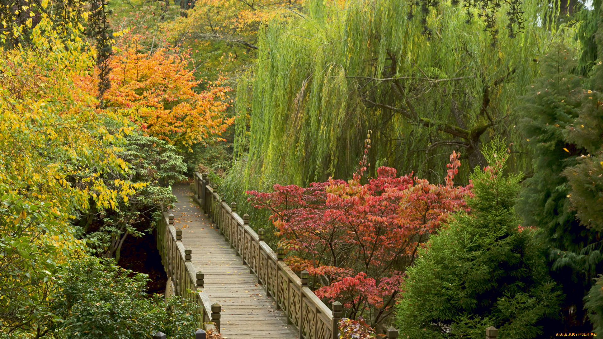 природа, дороги, мостик, заросли, лес, осень