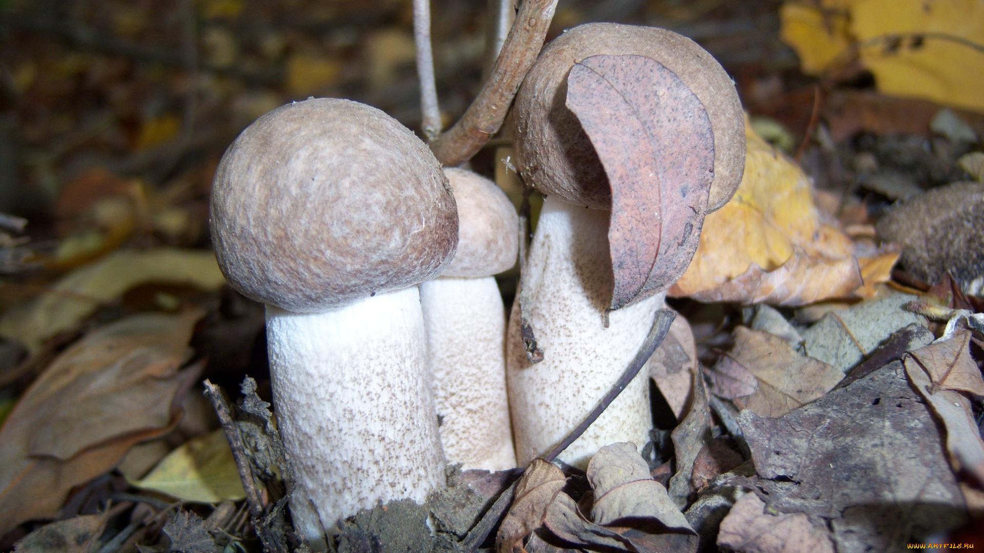 природа, грибы