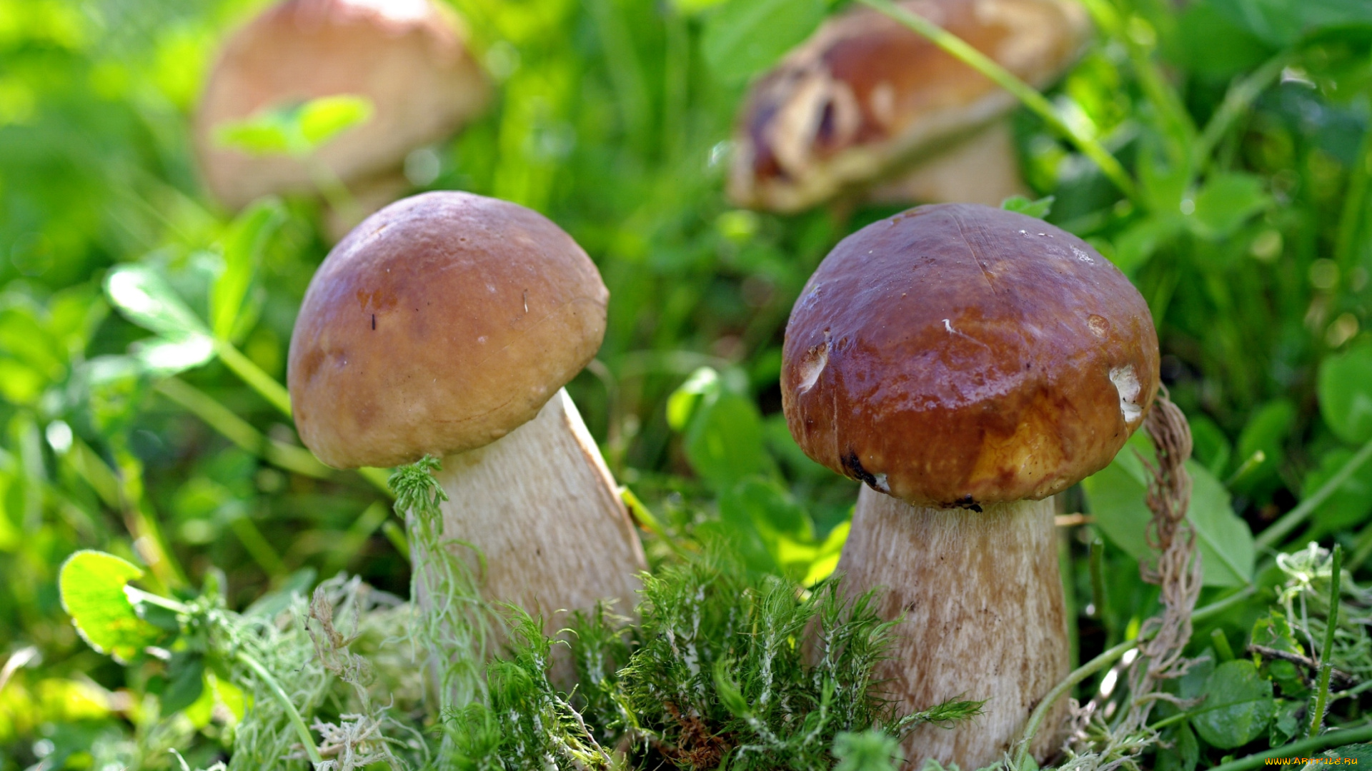 природа, грибы, крепыши