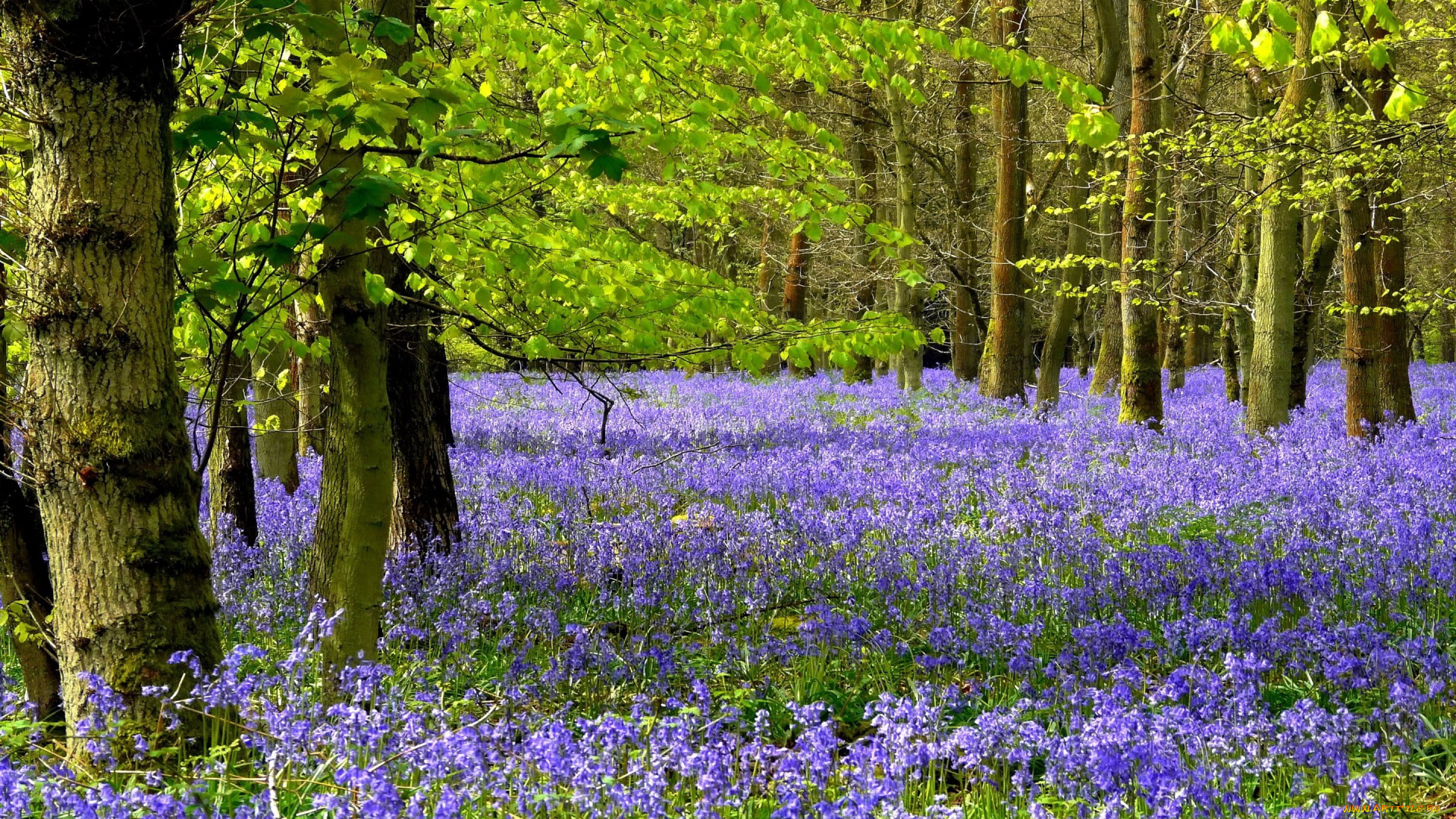 природа, лес, поляна