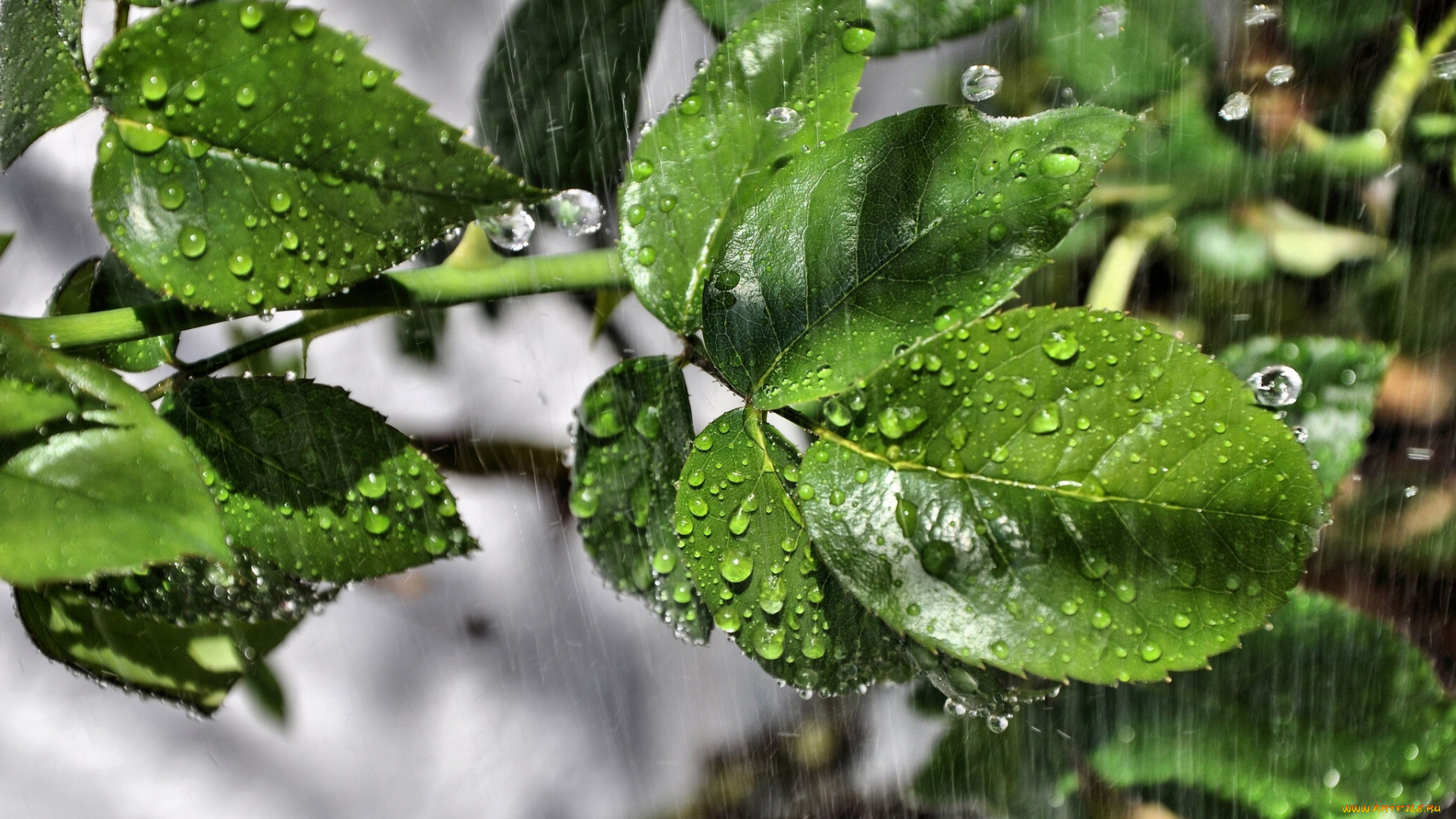природа, листья, капли, дождь, макро